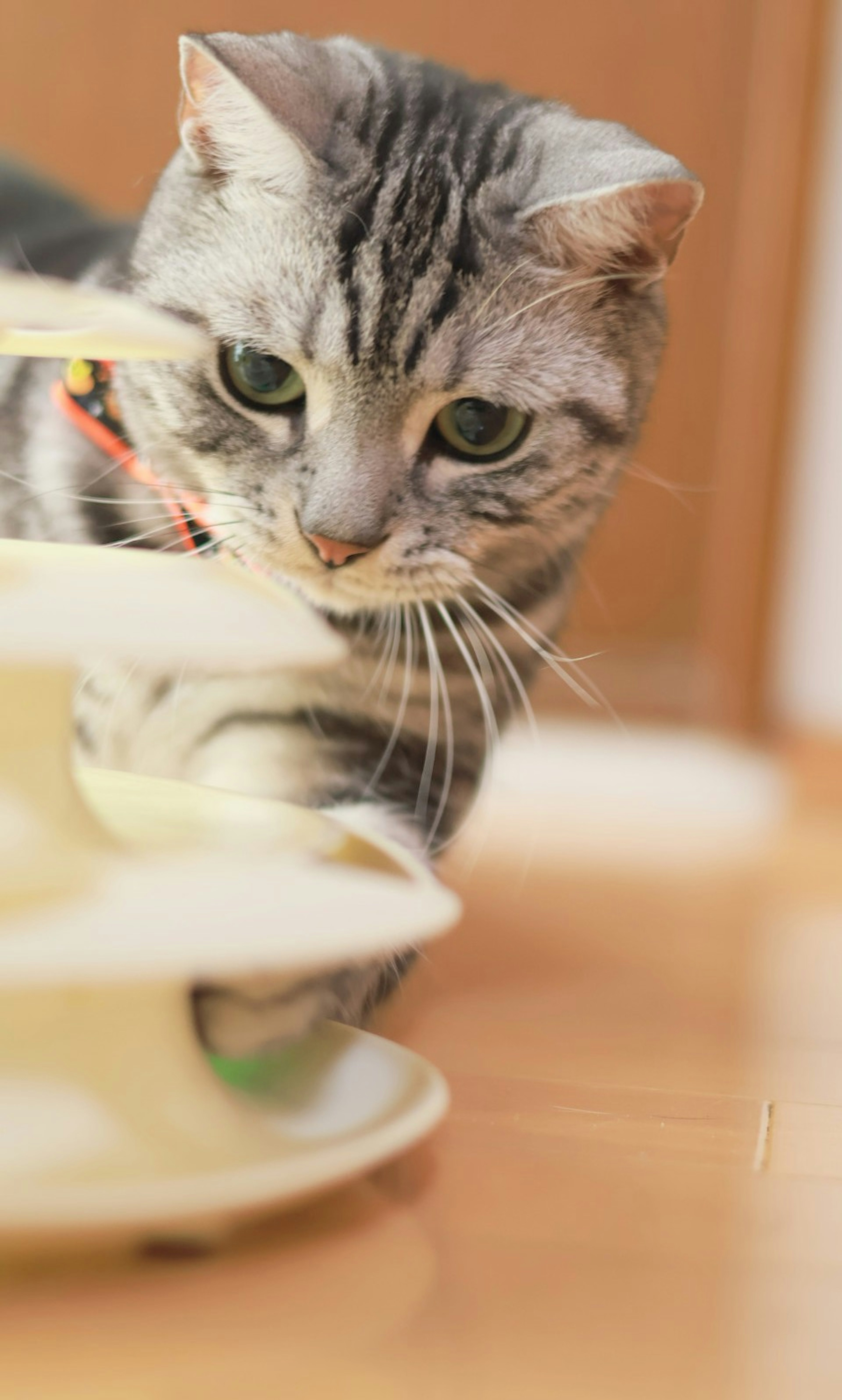 Kucing abu-abu bermain di dekat menara kucing