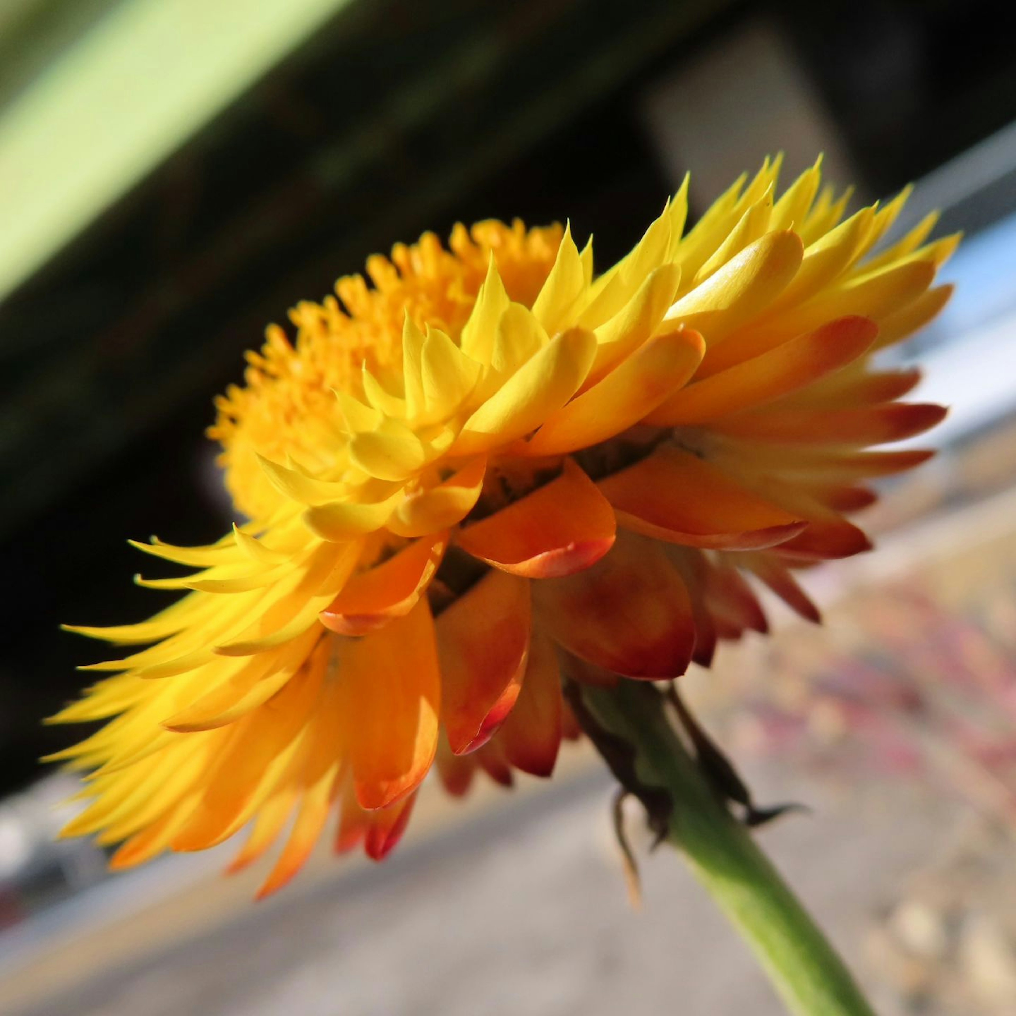 Close-up of a yellow and orange flower from the side