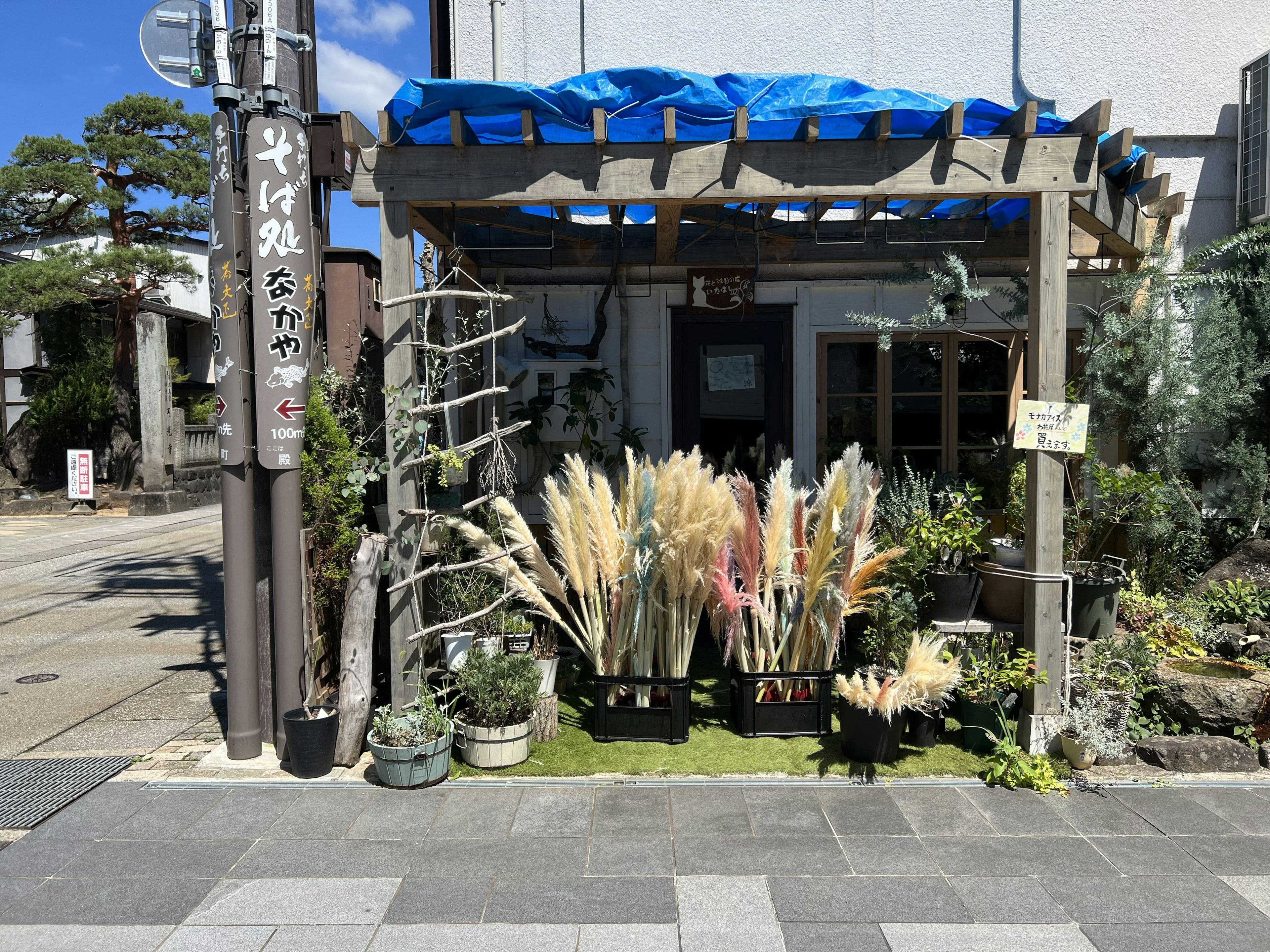 Holzpergola mit blauer Plane, die verschiedene Pflanzen und dekorative Gräser in einer Straßenansicht zeigt