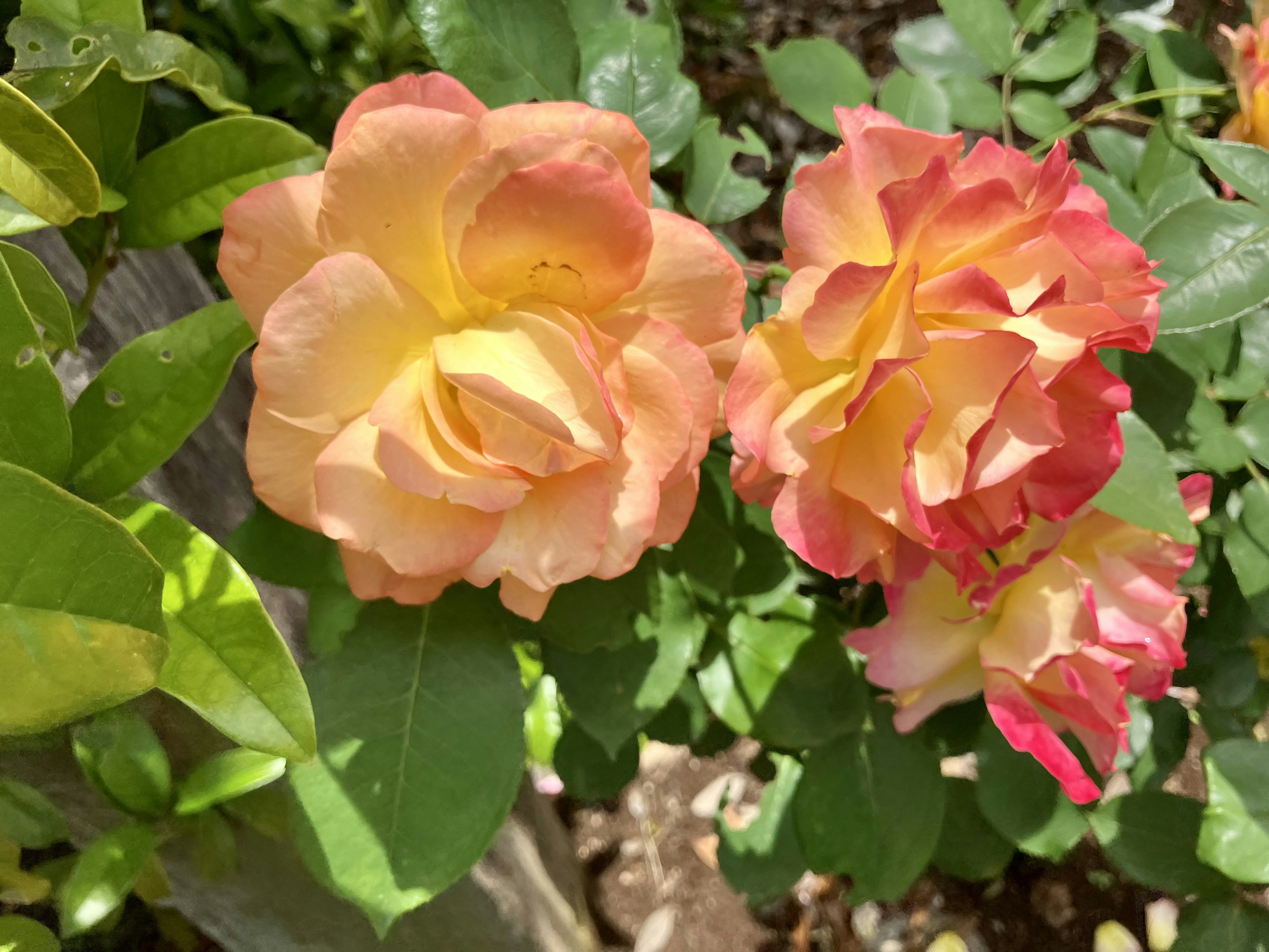 Eine Gartenszene mit bunten Rosen in Pfirsich- und Rosatönen