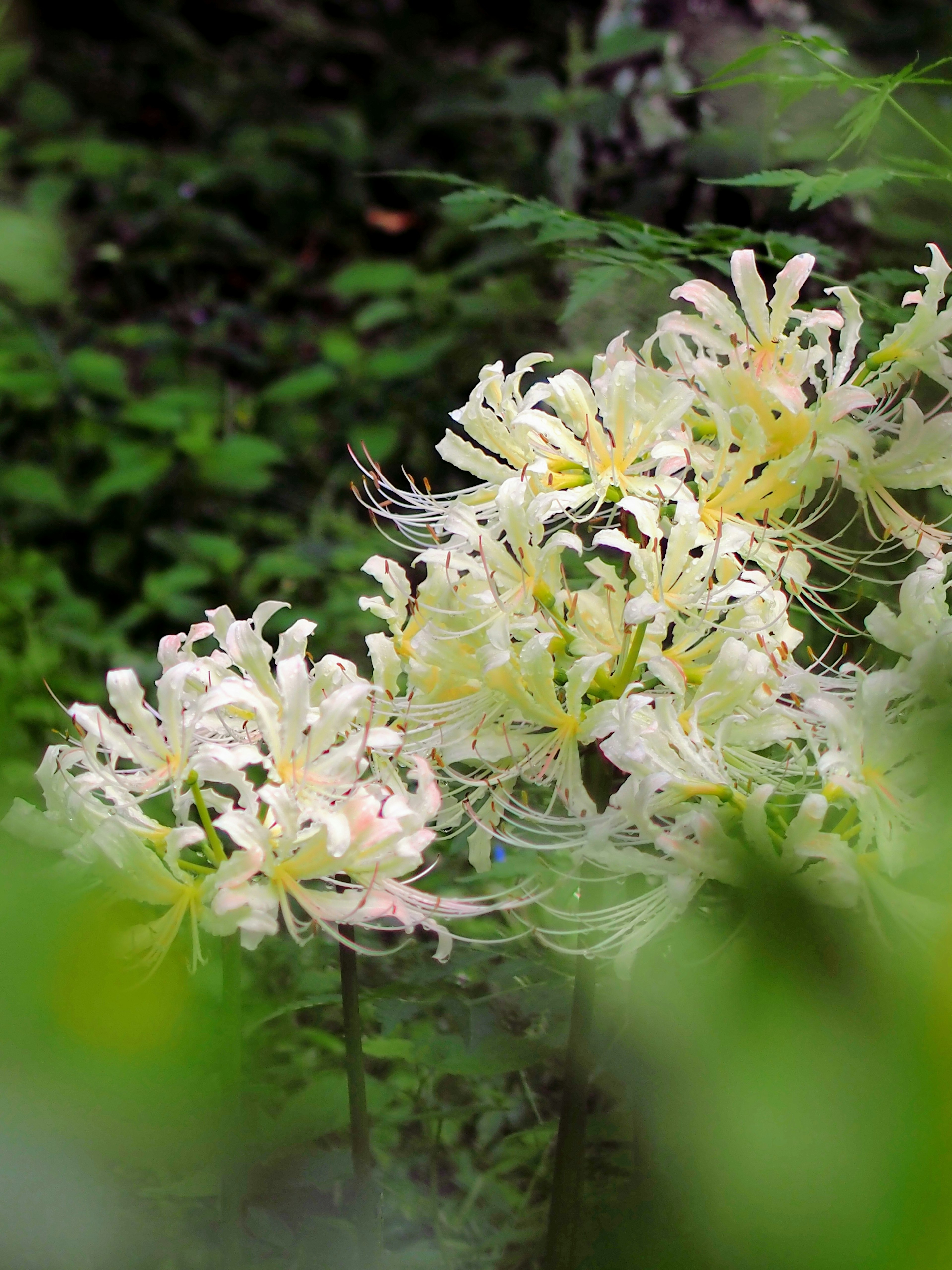 Gruppi di fiori bianchi che sbocciano tra il fogliame verde