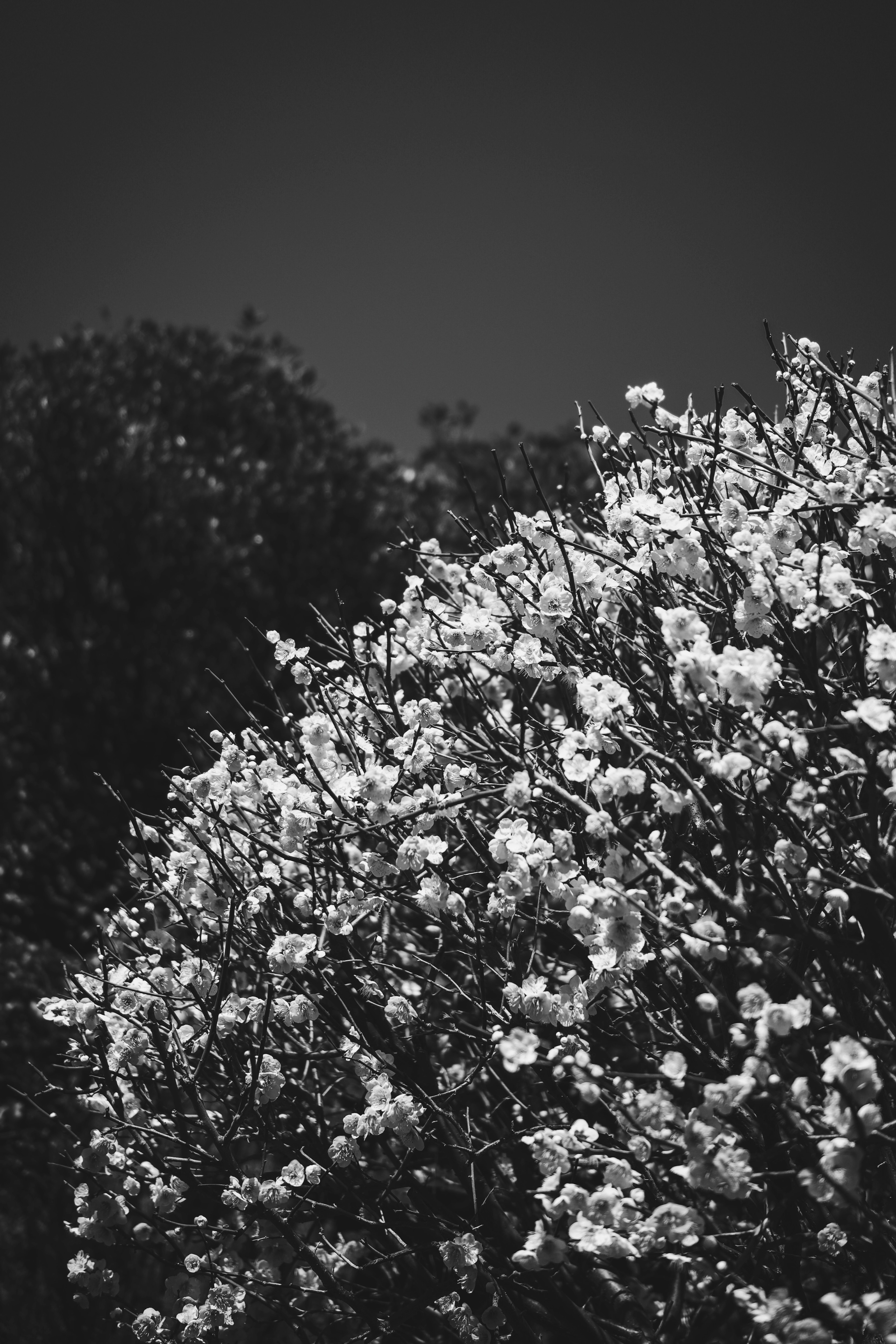 Gros plan d'un buisson fleuri en noir et blanc