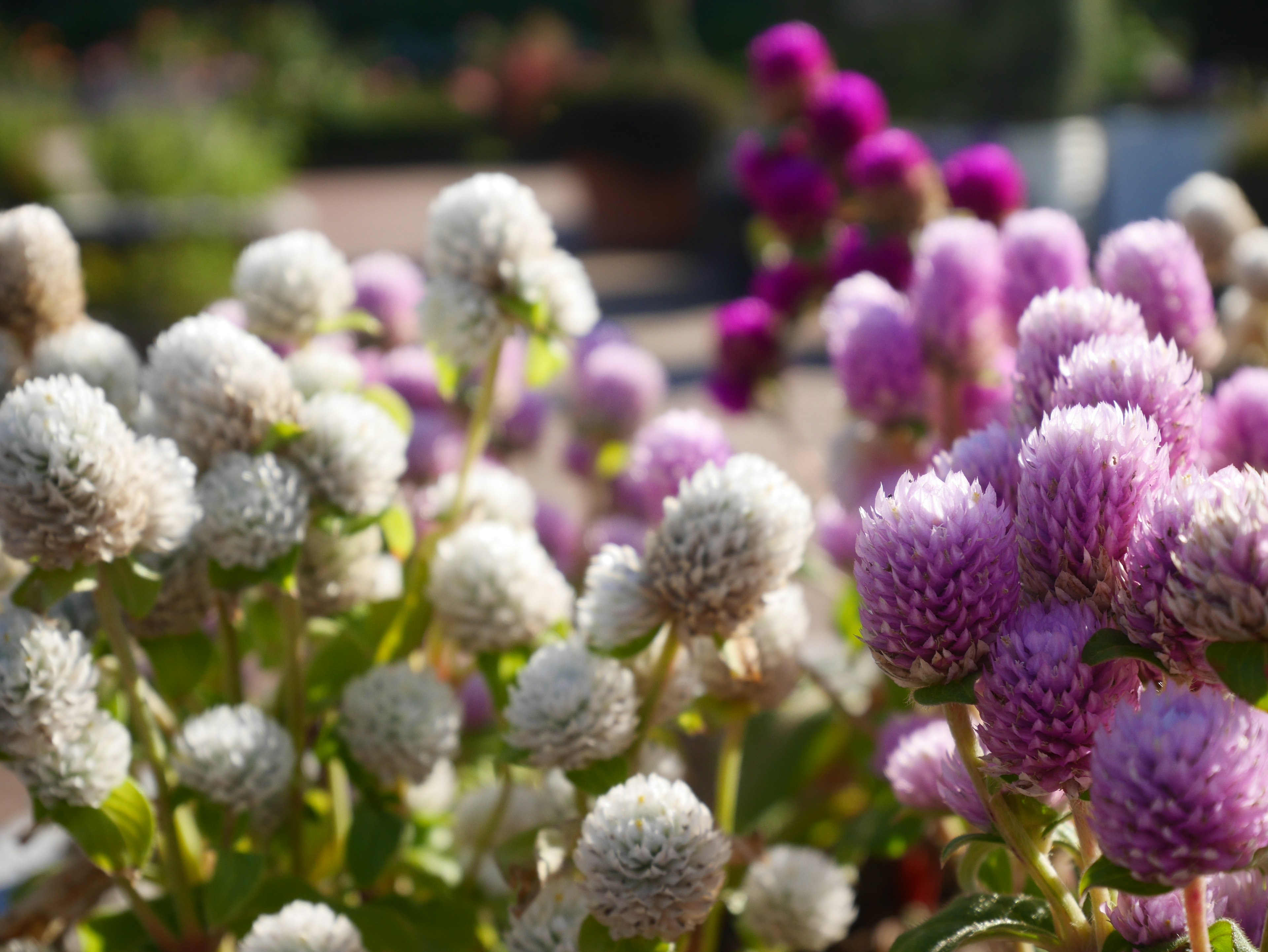 Fleurs colorées en fleurs avec des fleurs rondes blanches et violettes