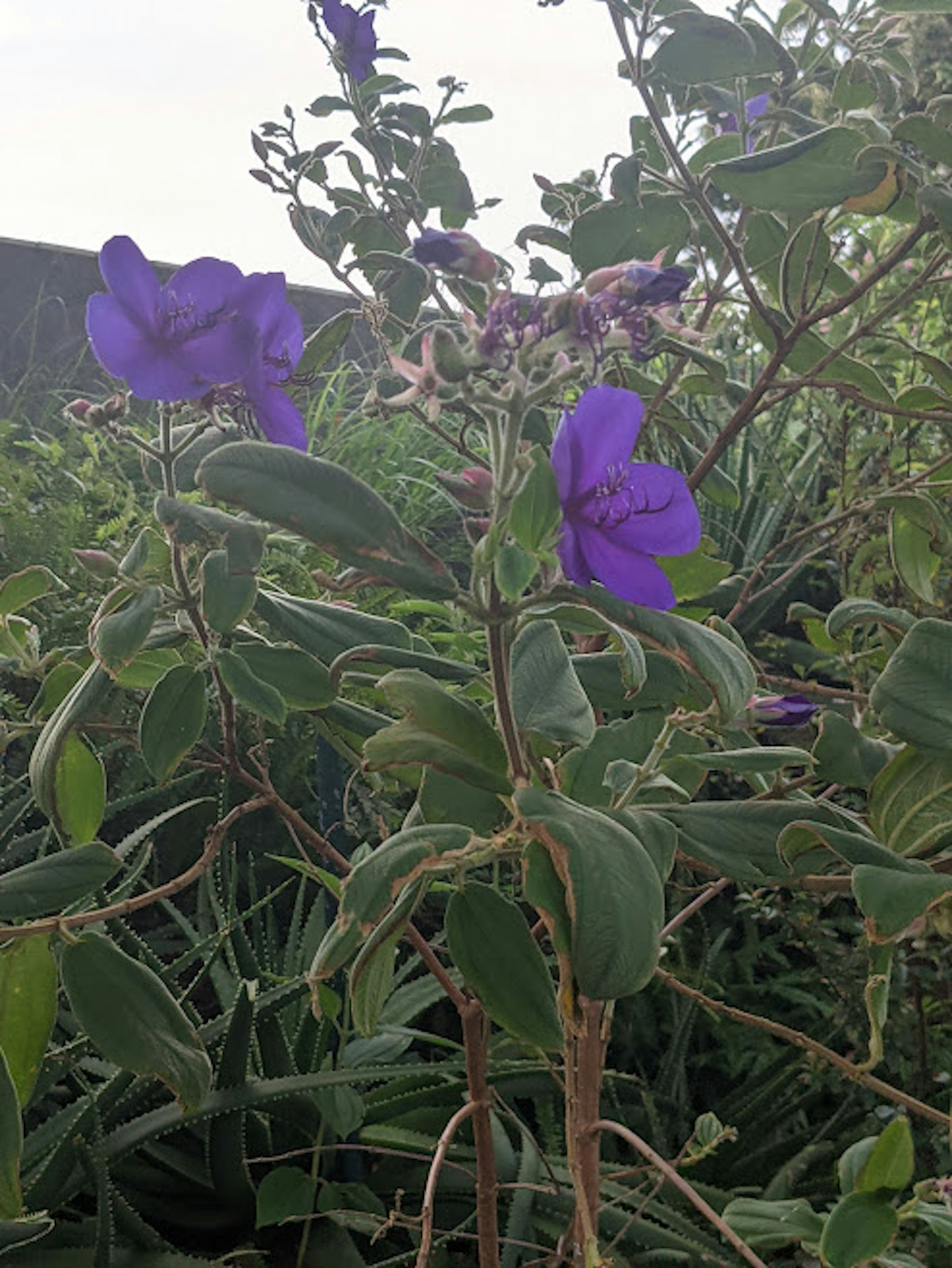 紫色の花と緑の葉を持つ植物の近接写真