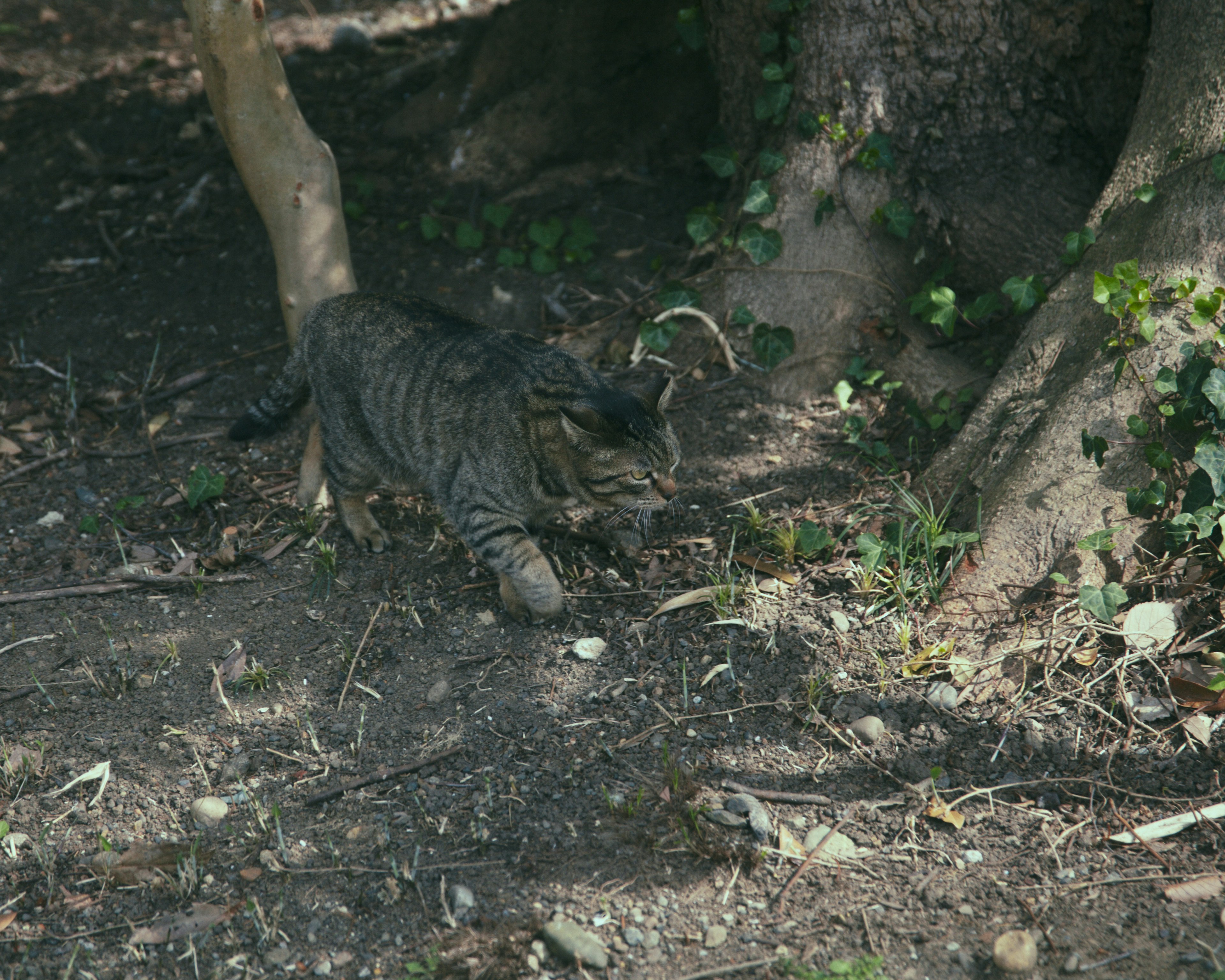 Graue Katze, die unter einem Baum geht