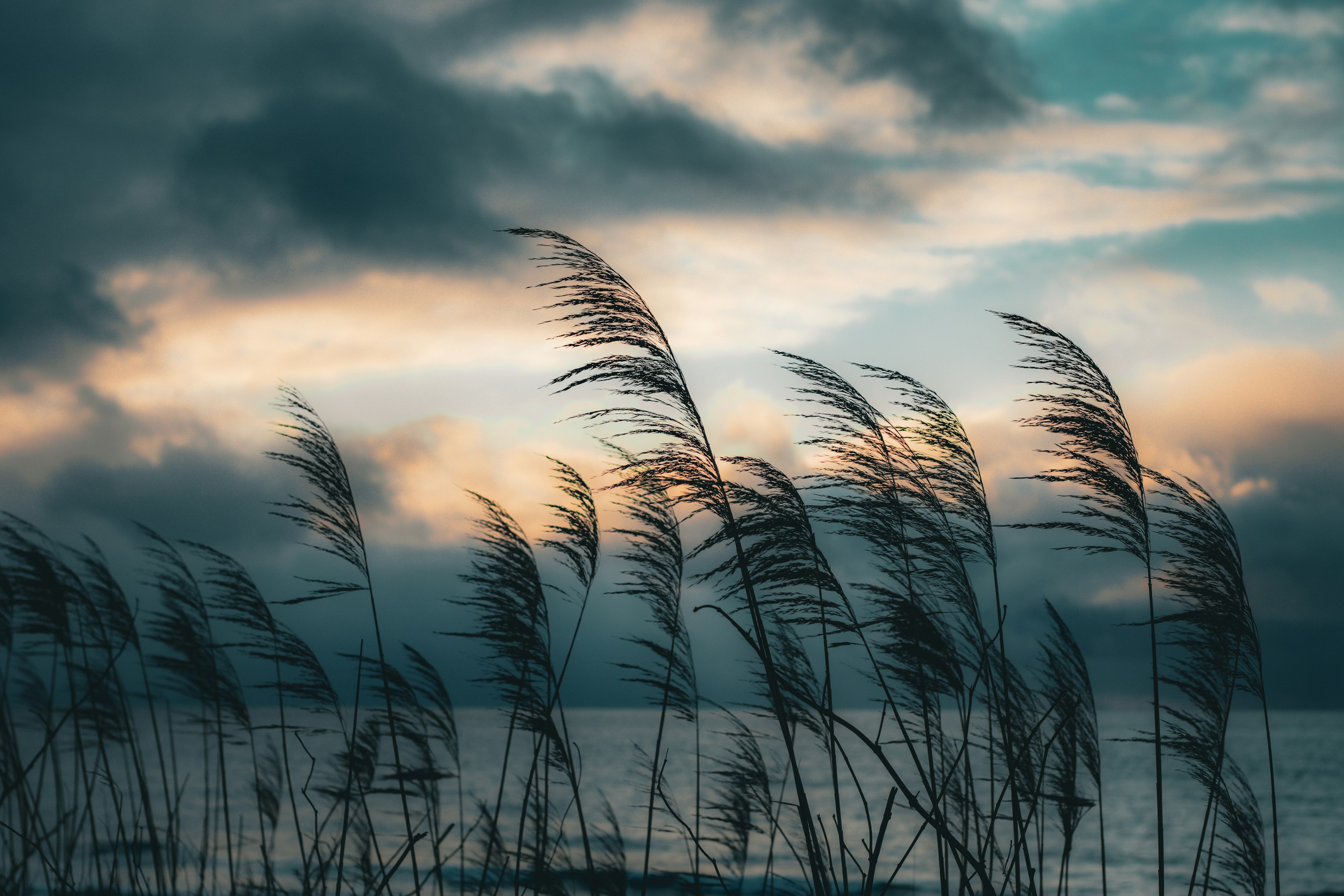 湖の近くの草が風に揺れている美しい夕暮れの風景