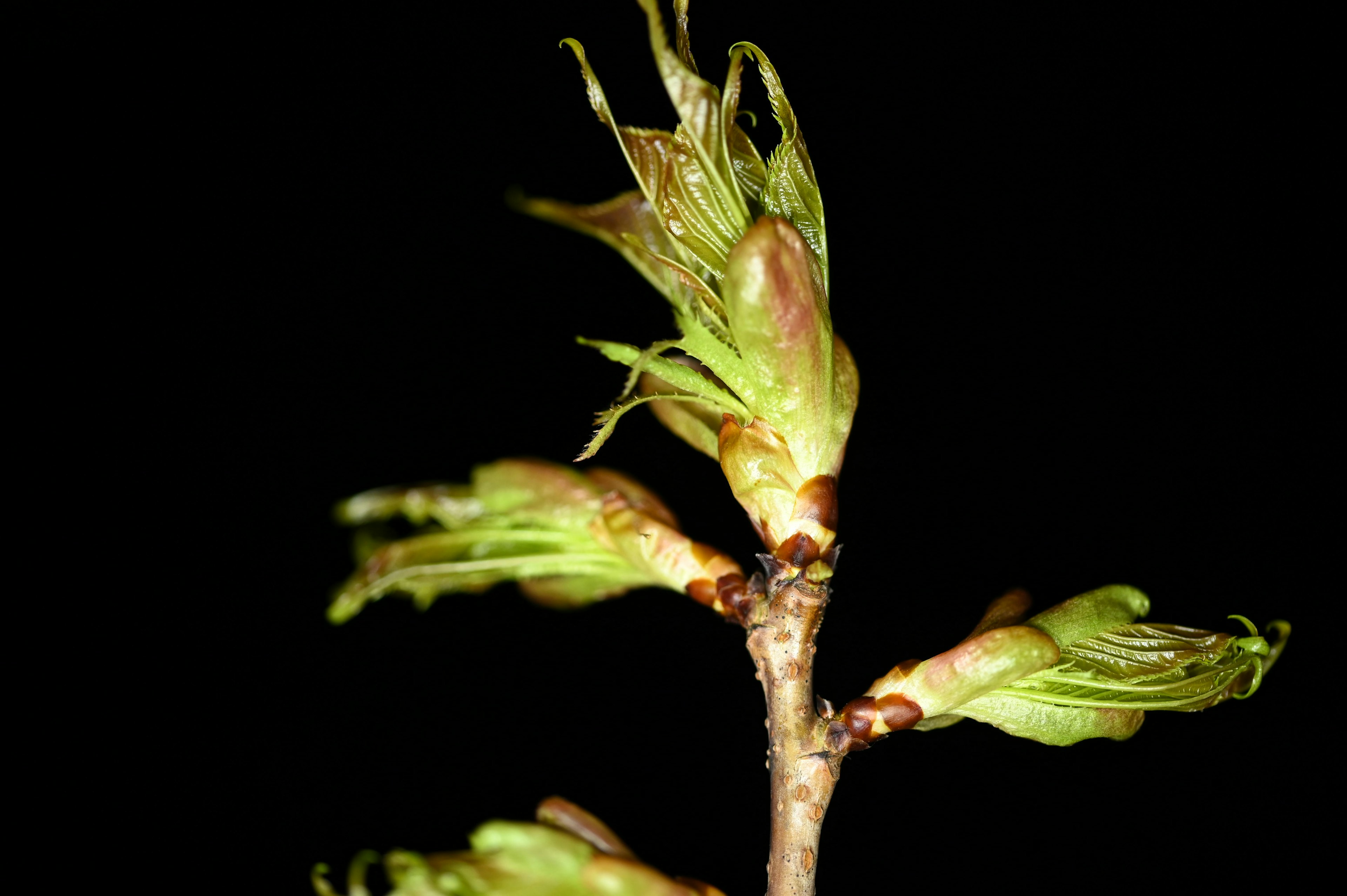 Brote verde con hojas sobre fondo negro