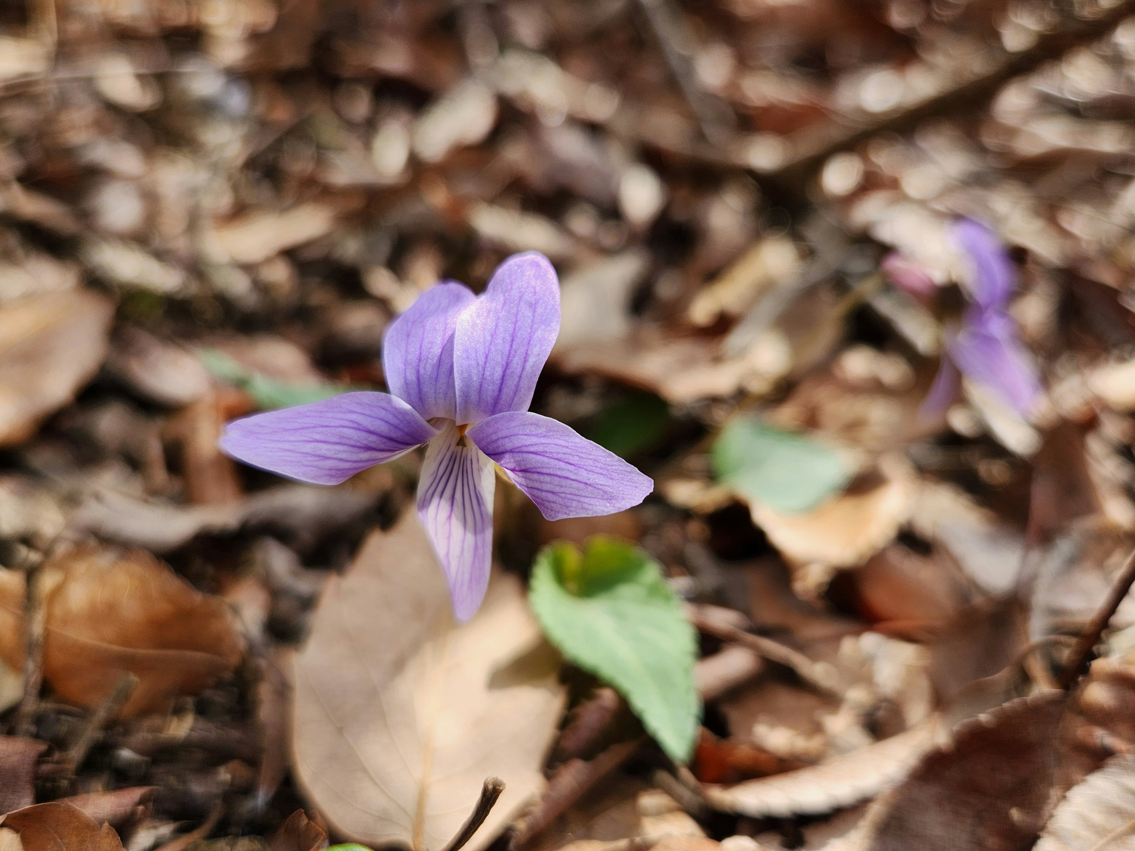 Flor morada que emerge de hojas secas en el suelo del bosque