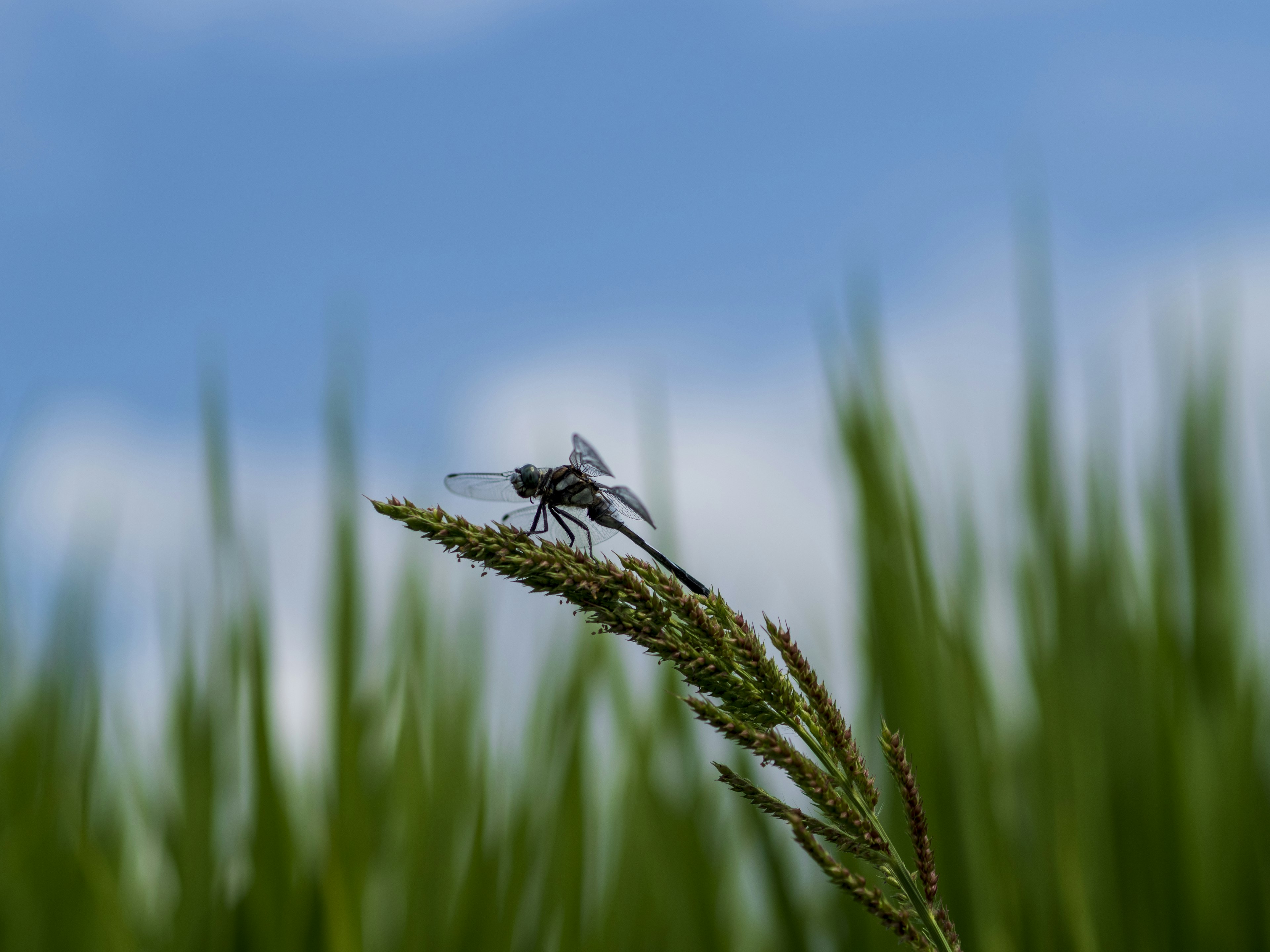 Gros plan d'un insecte reposant sur de l'herbe sous un ciel bleu