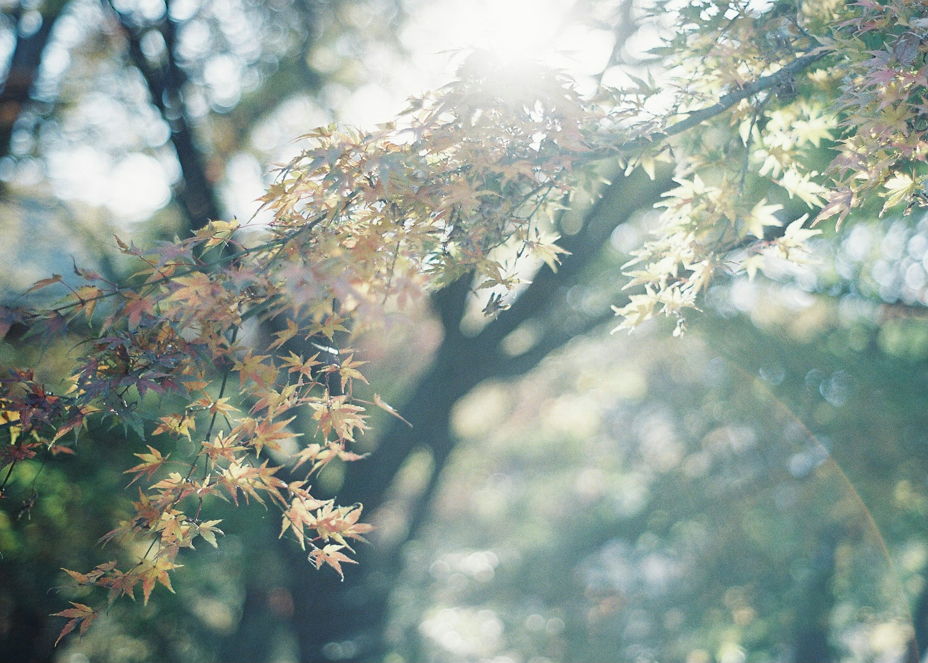 Herbstszene mit bunten Blättern, die von sanftem Sonnenlicht beleuchtet werden