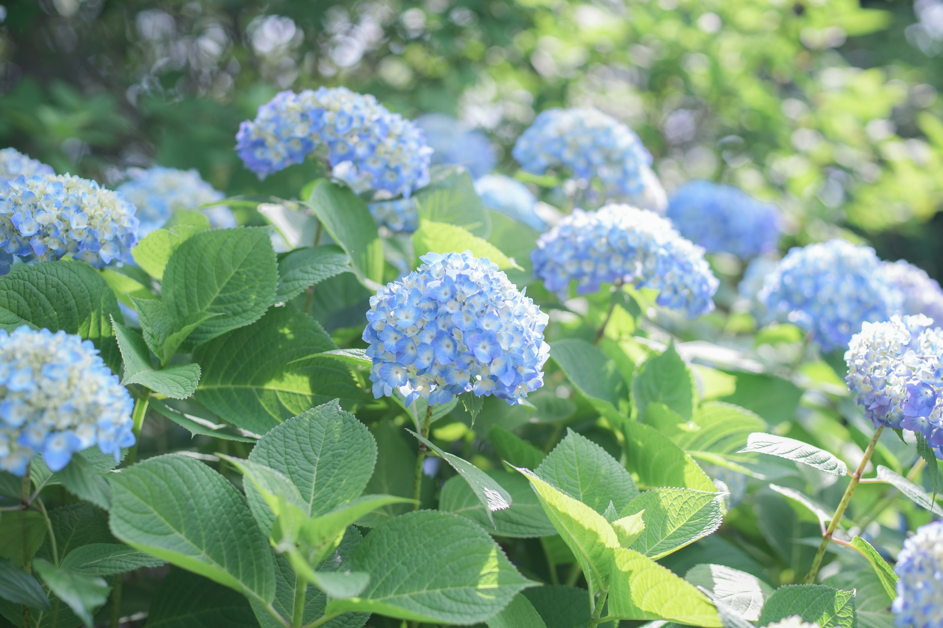 Lebendige blaue Hortensienblüten umgeben von üppigen grünen Blättern