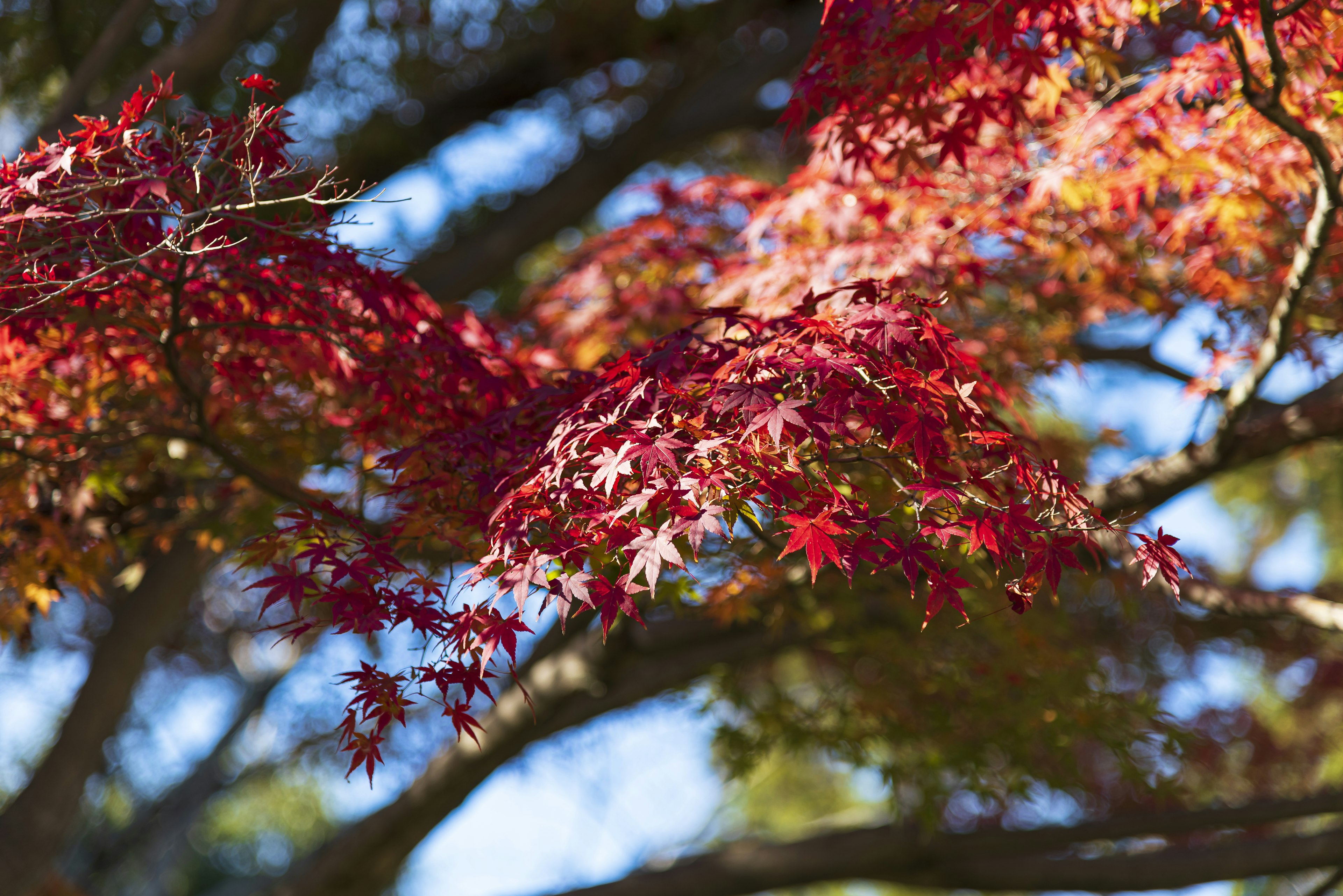 Close-up daun maple merah cerah di latar belakang langit biru