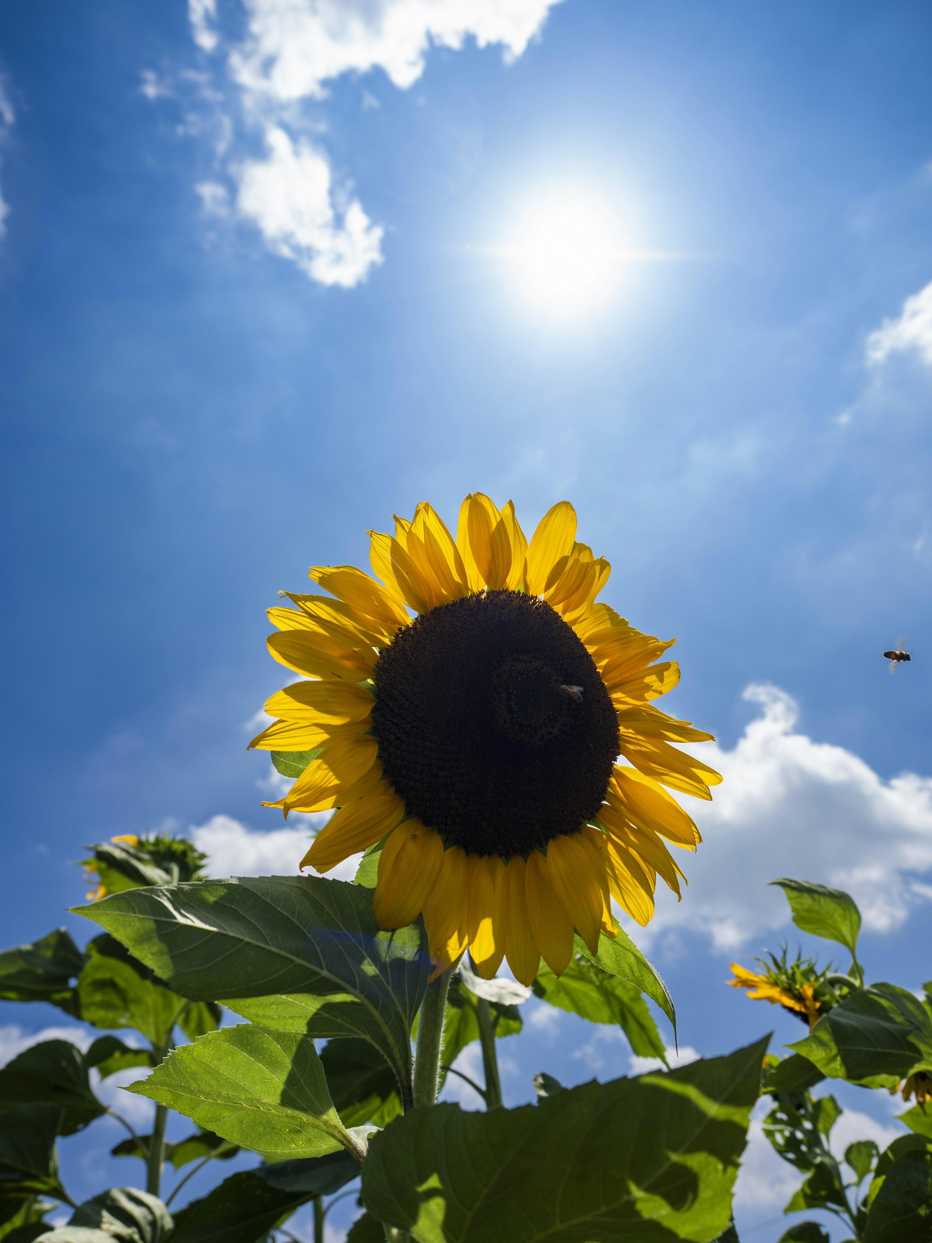 Girasol floreciendo bajo un cielo azul con el sol brillante