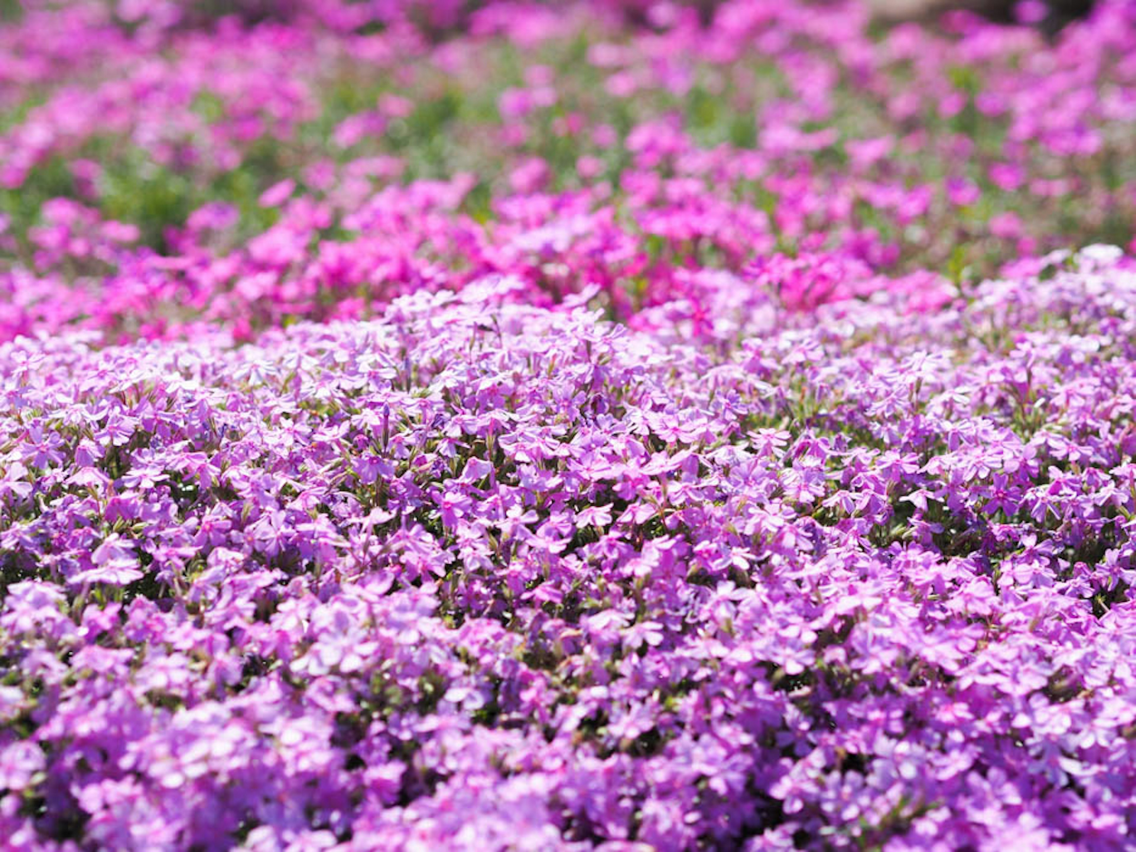 Campo vibrante di fiori viola in piena fioritura