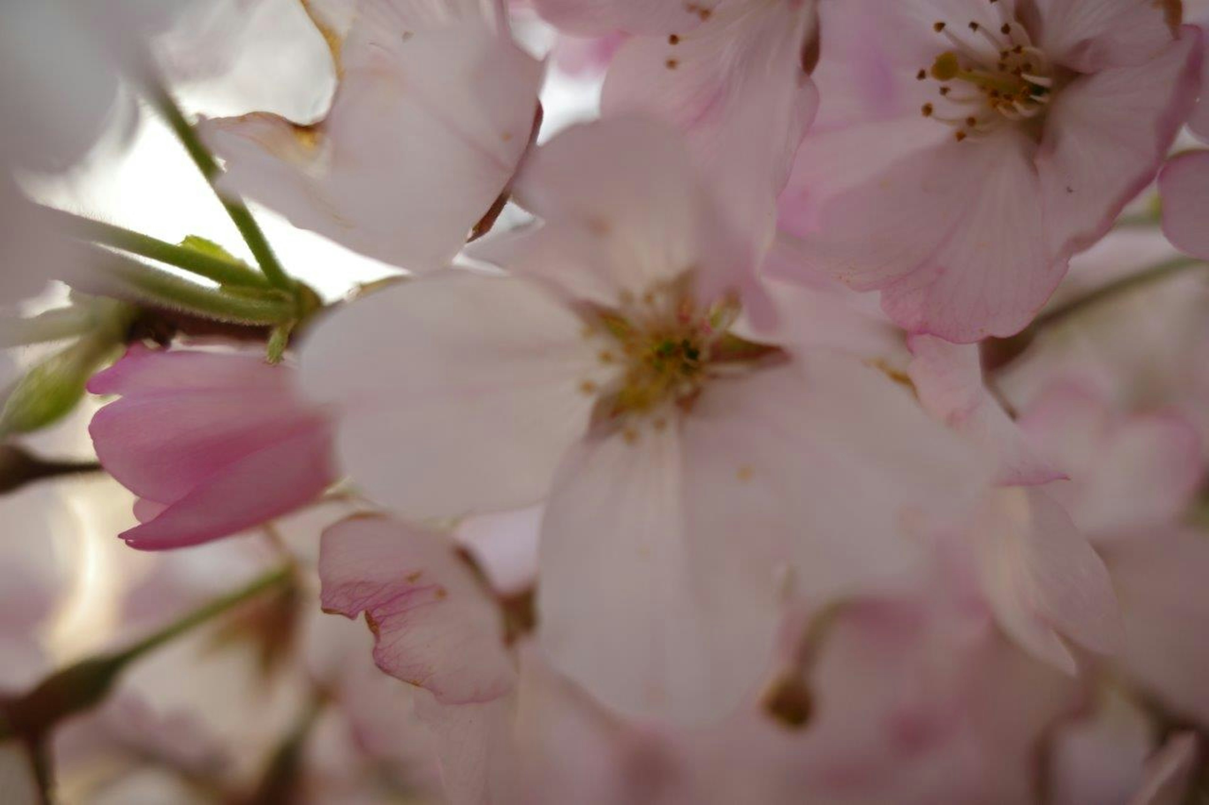 桜の花のクローズアップ ピンクと白の花びらと緑の茎