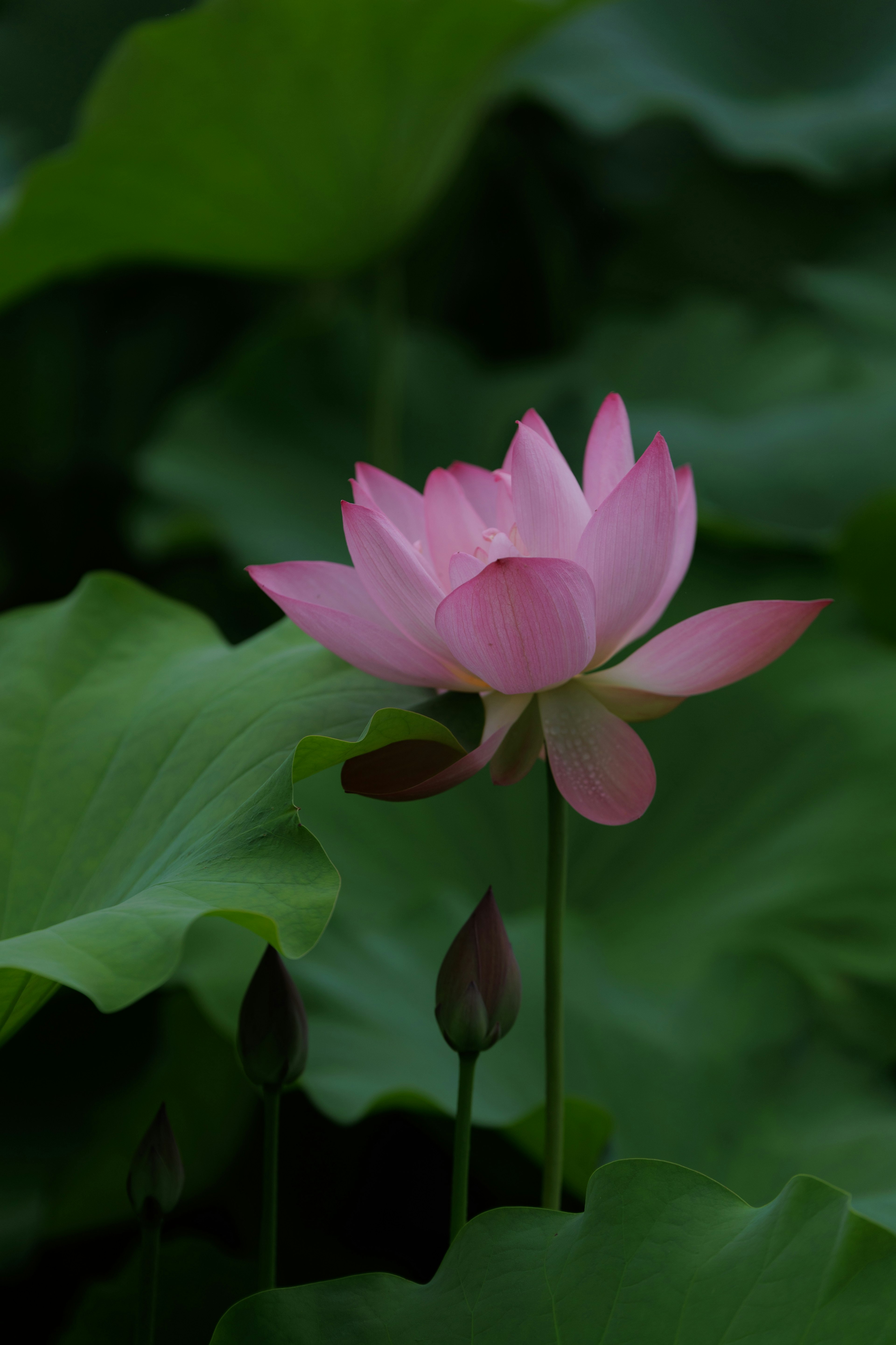 美しいピンクの蓮の花と緑の葉の背景