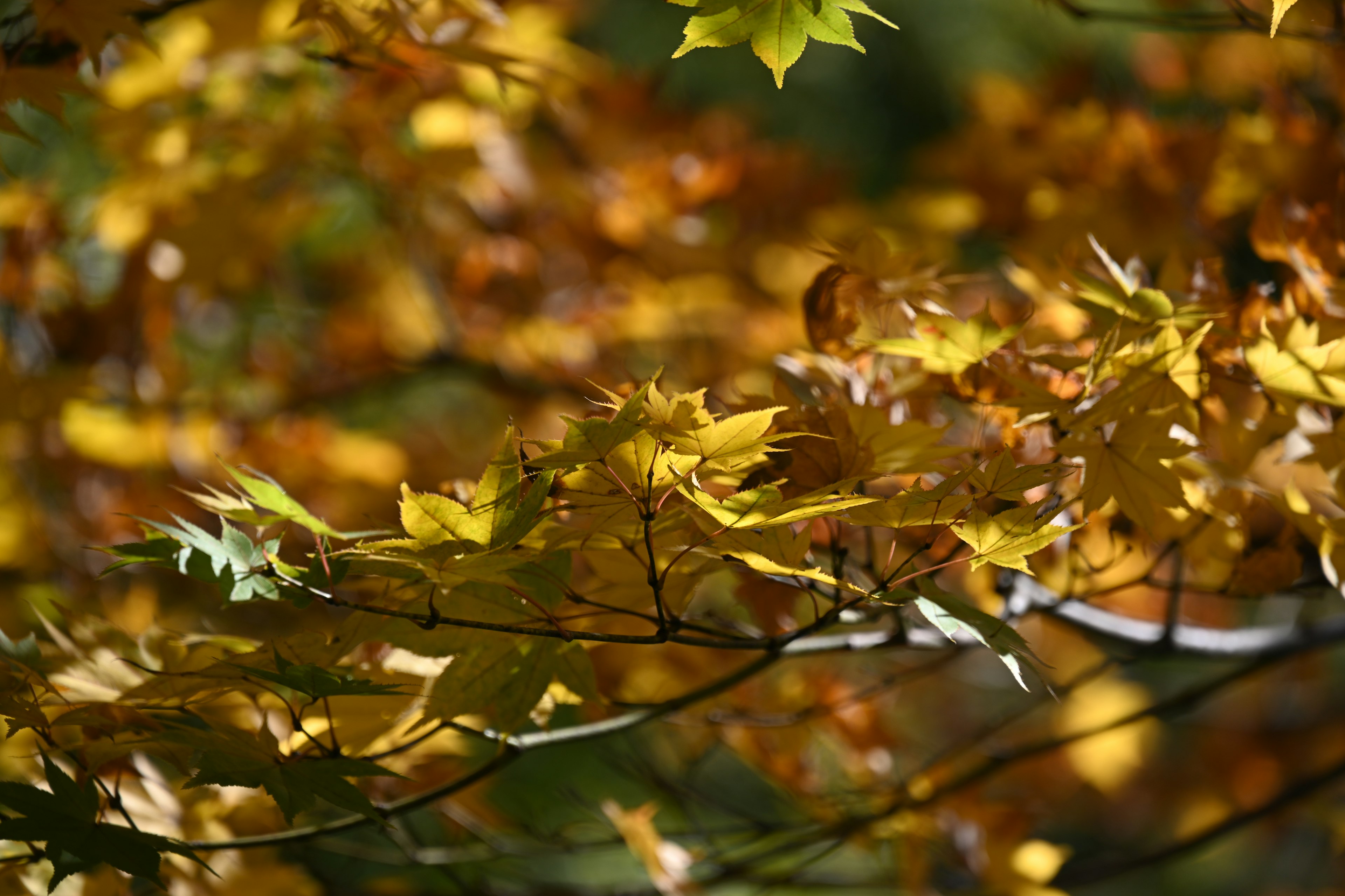 Beautiful autumn yellow leaves on a tree branch