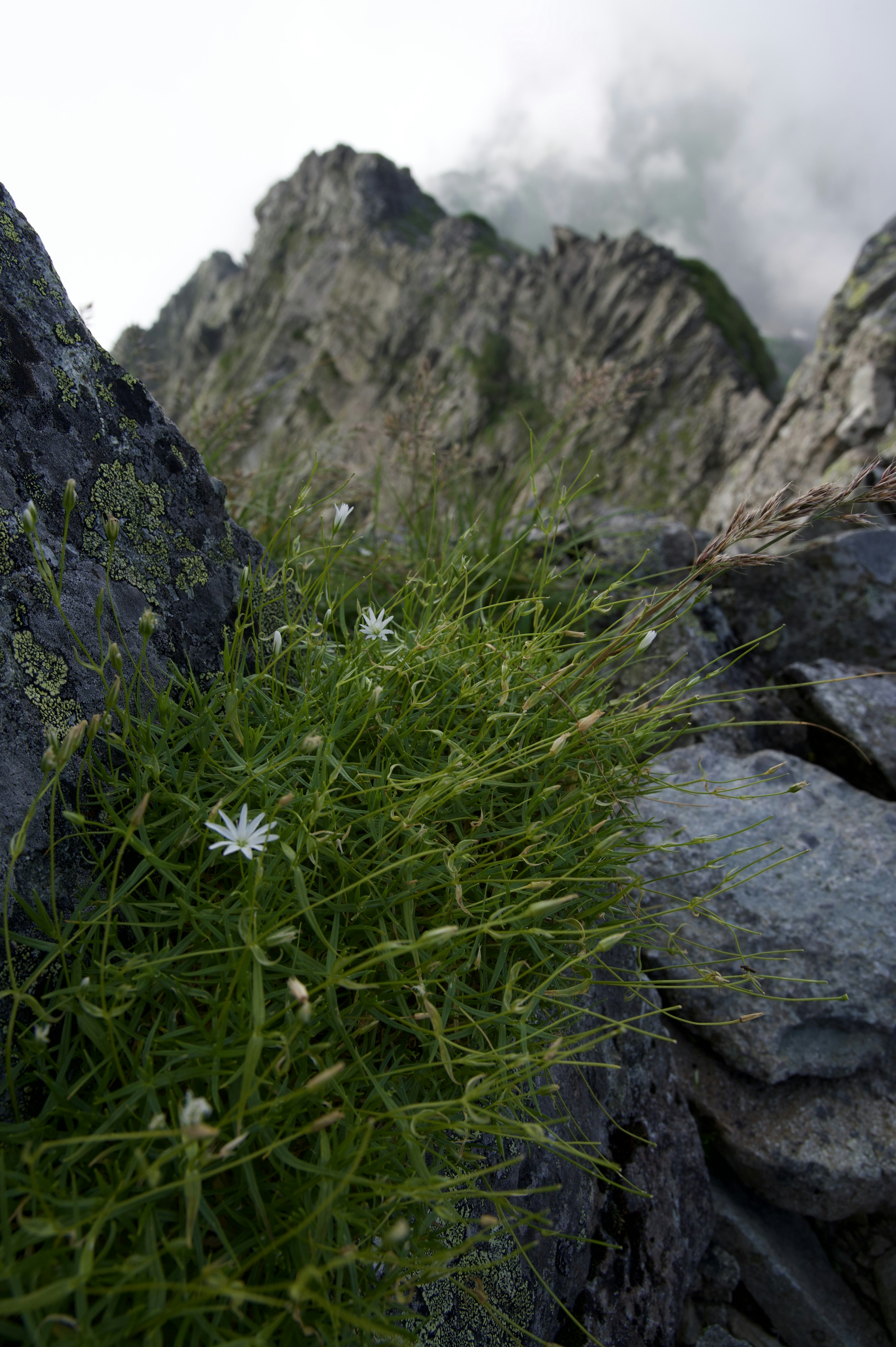 Herbe verte et petites fleurs blanches poussant entre des rochers sur une montagne