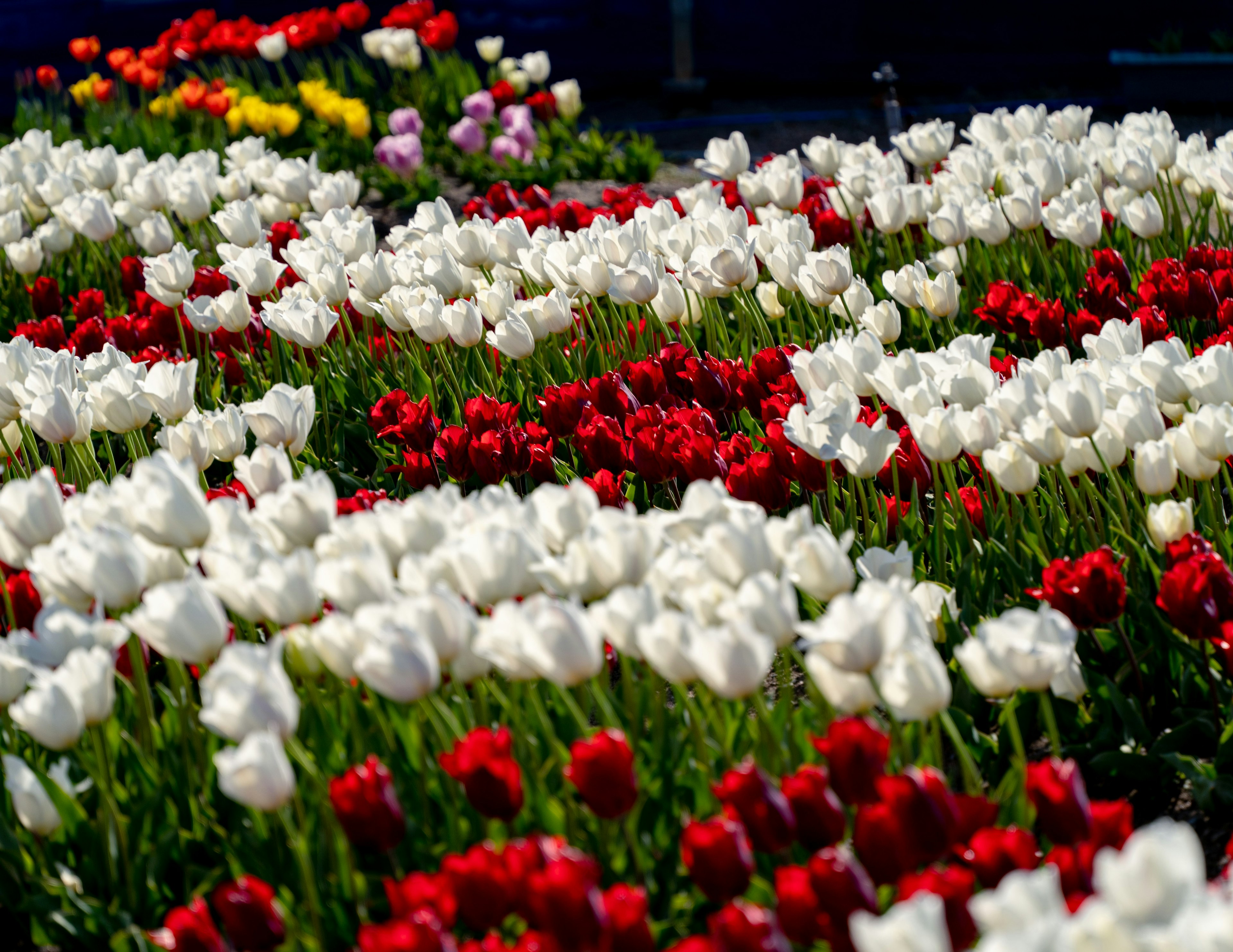 色とりどりのチューリップの花が咲く風景