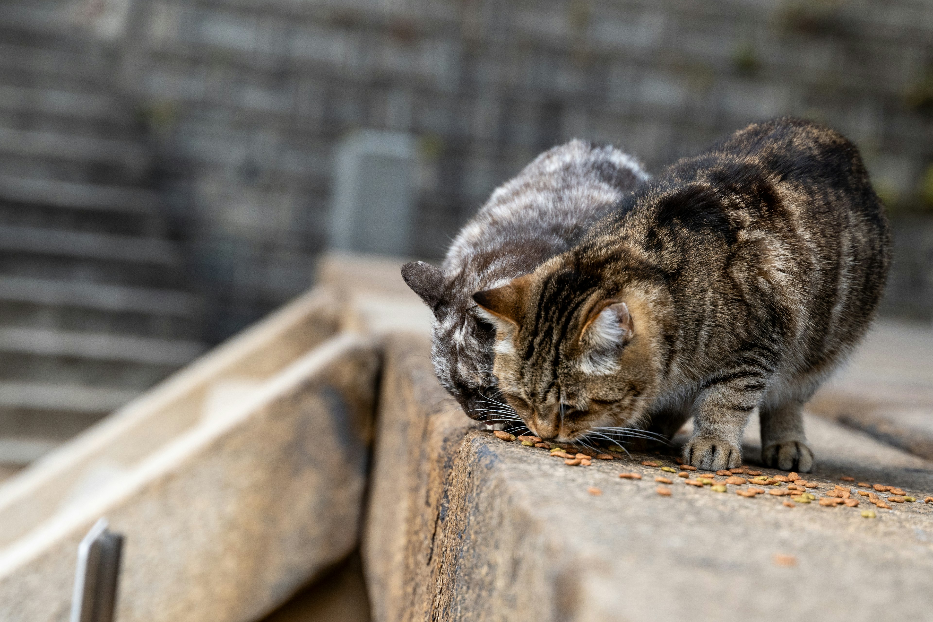 Two cats eating food together