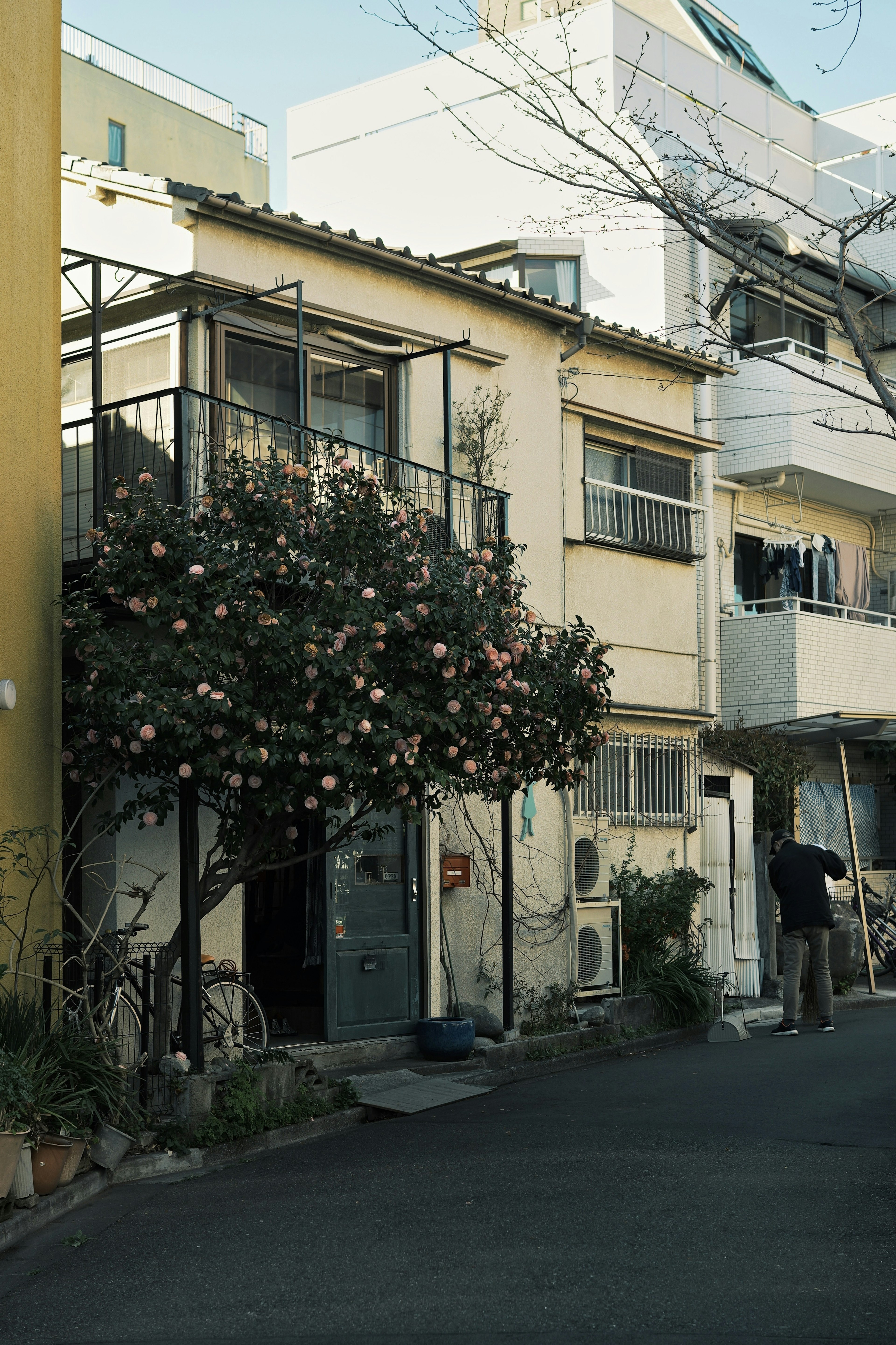 Old building on street corner with blooming tree