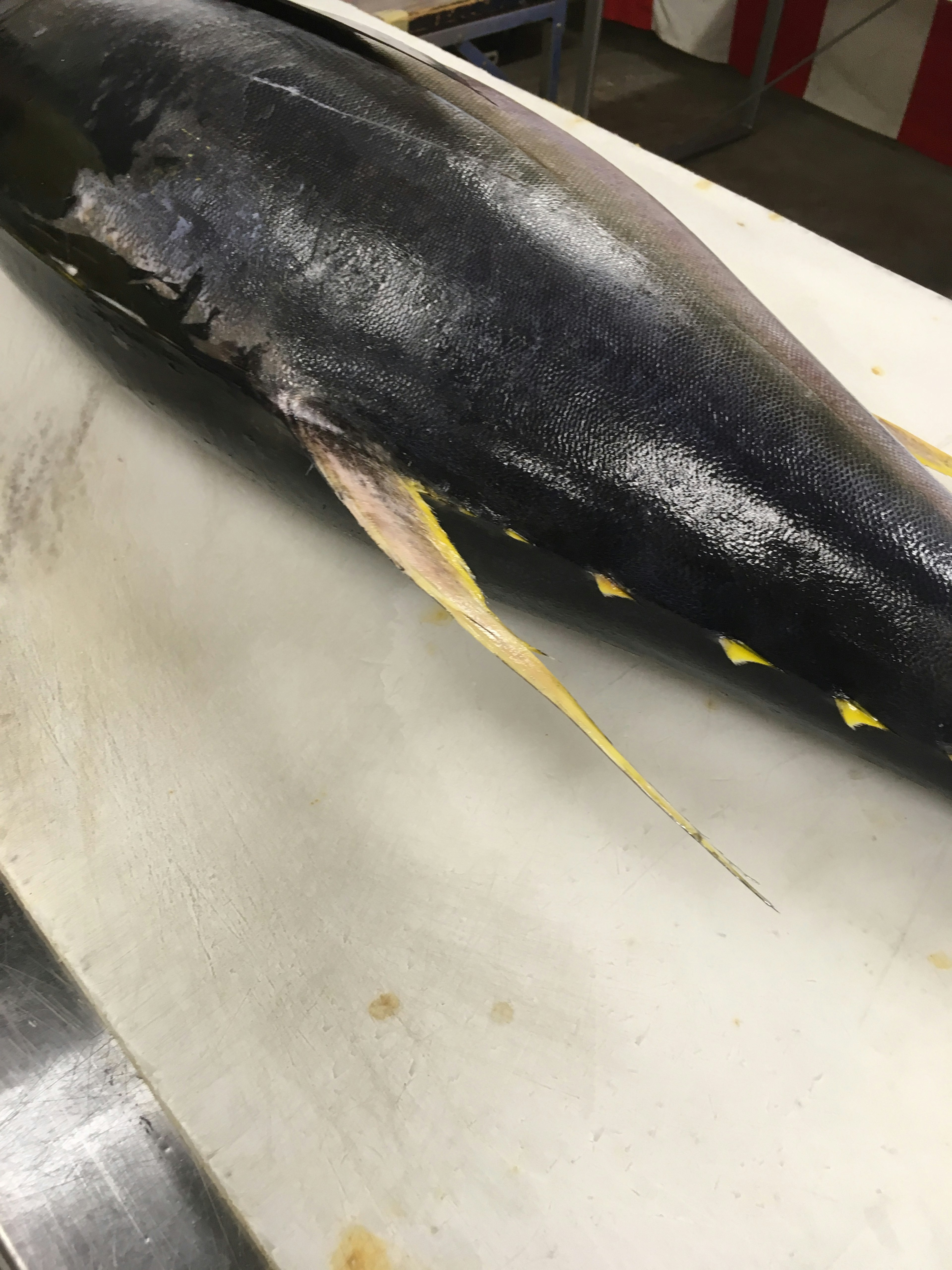 Side view of a cut tuna showing distinctive yellow fins