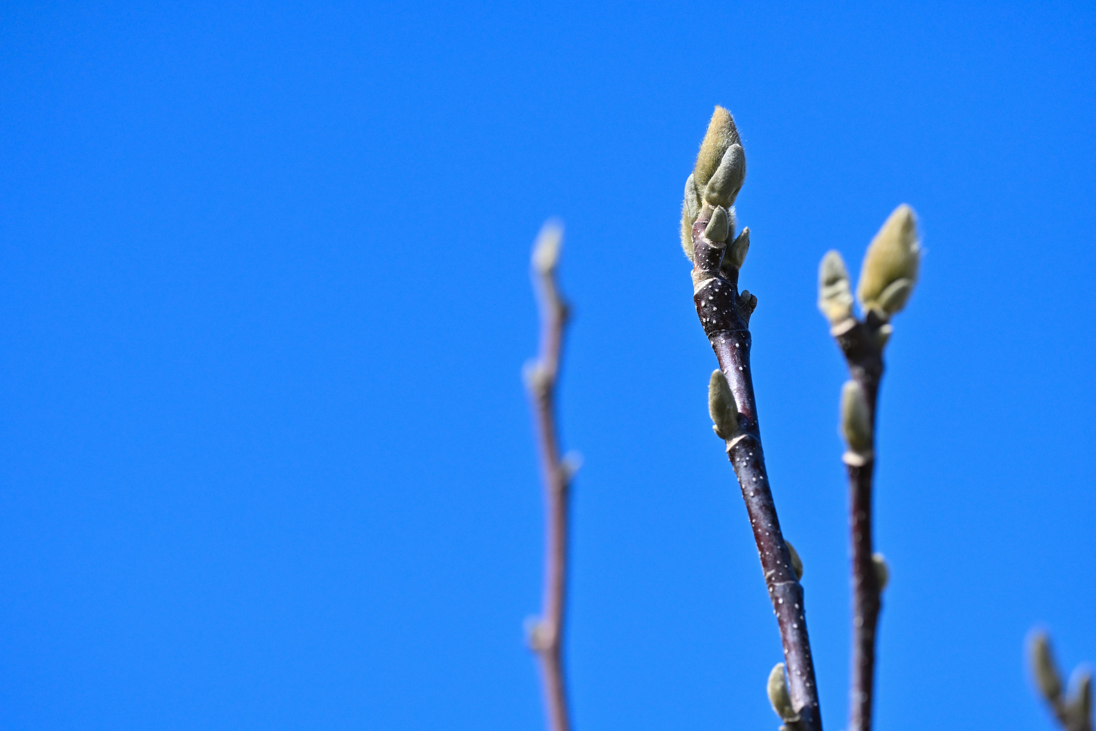 Baumzweige mit neuen Knospen vor blauem Himmel