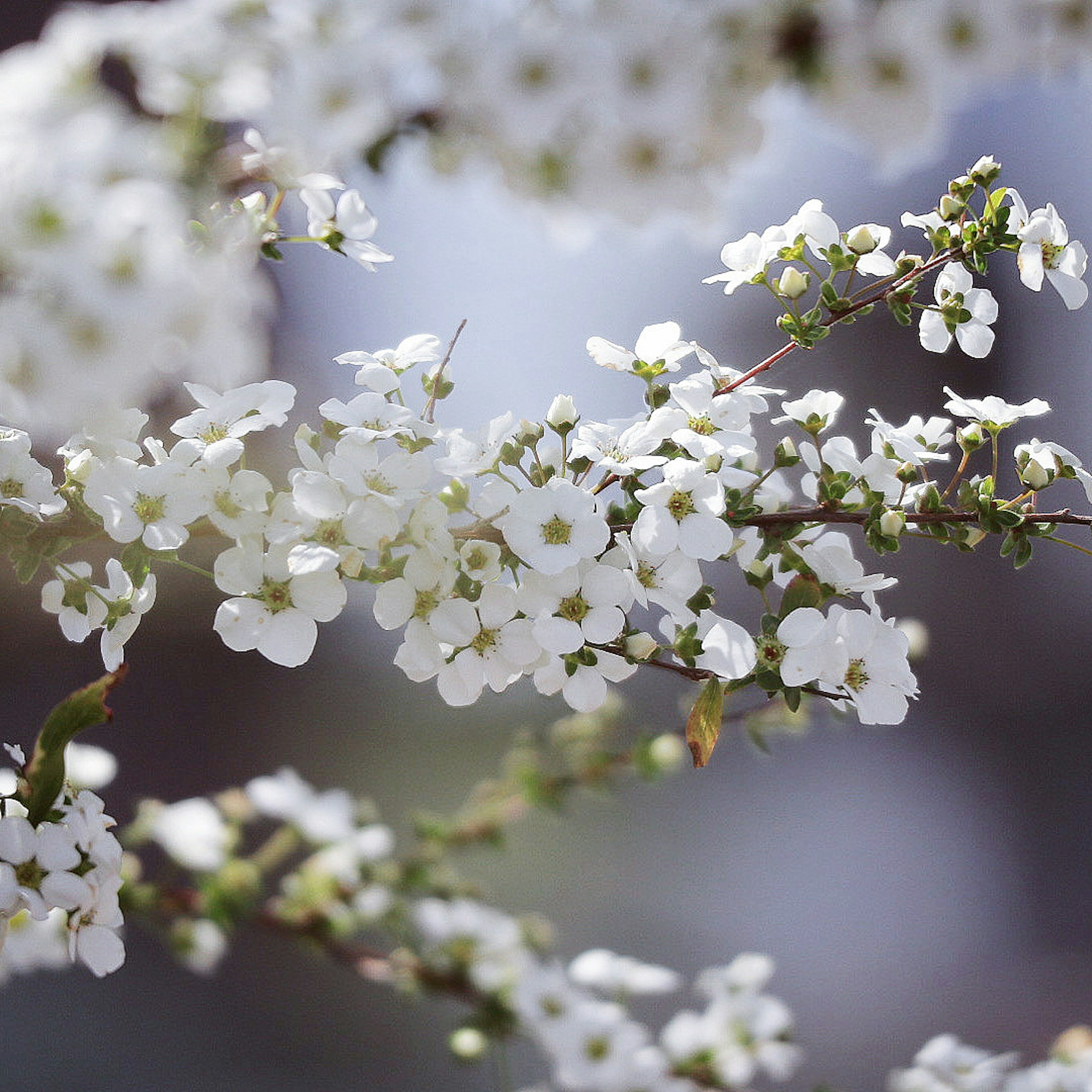 Nahaufnahme eines Zweigs mit blühenden weißen Blumen