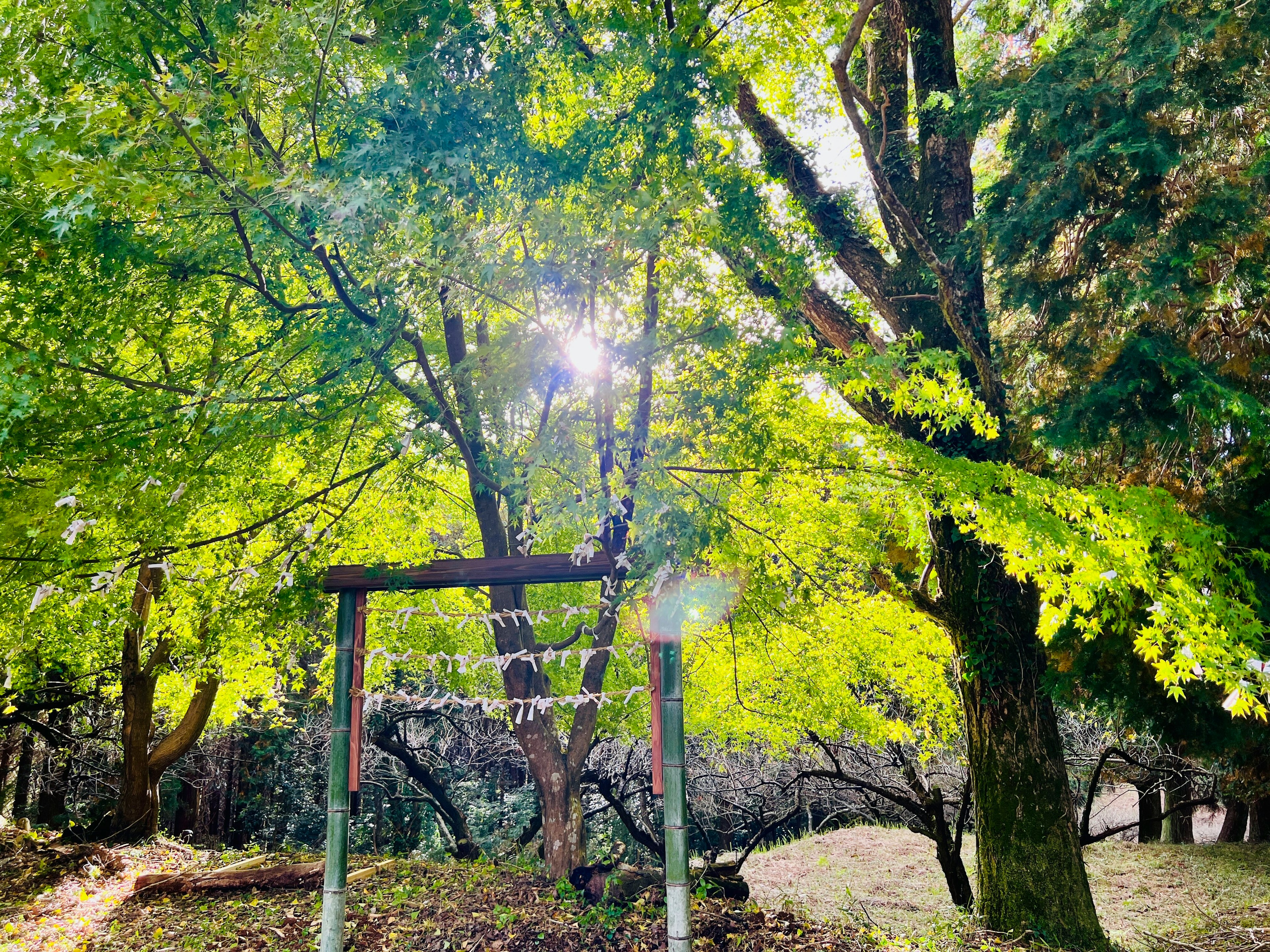 Swing surrounded by lush green trees and shining sunlight