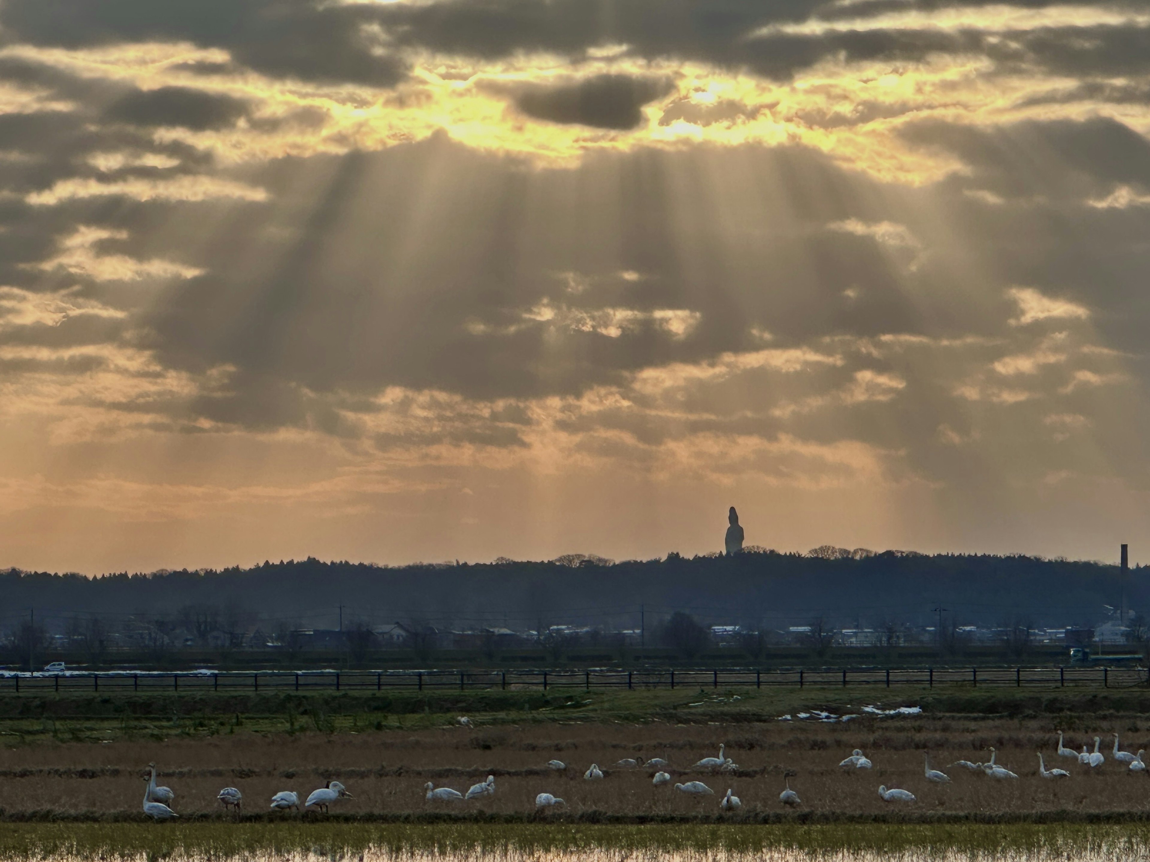 Une vue panoramique de cygnes rassemblés dans un champ sous un coucher de soleil dramatique avec des rayons de lumière