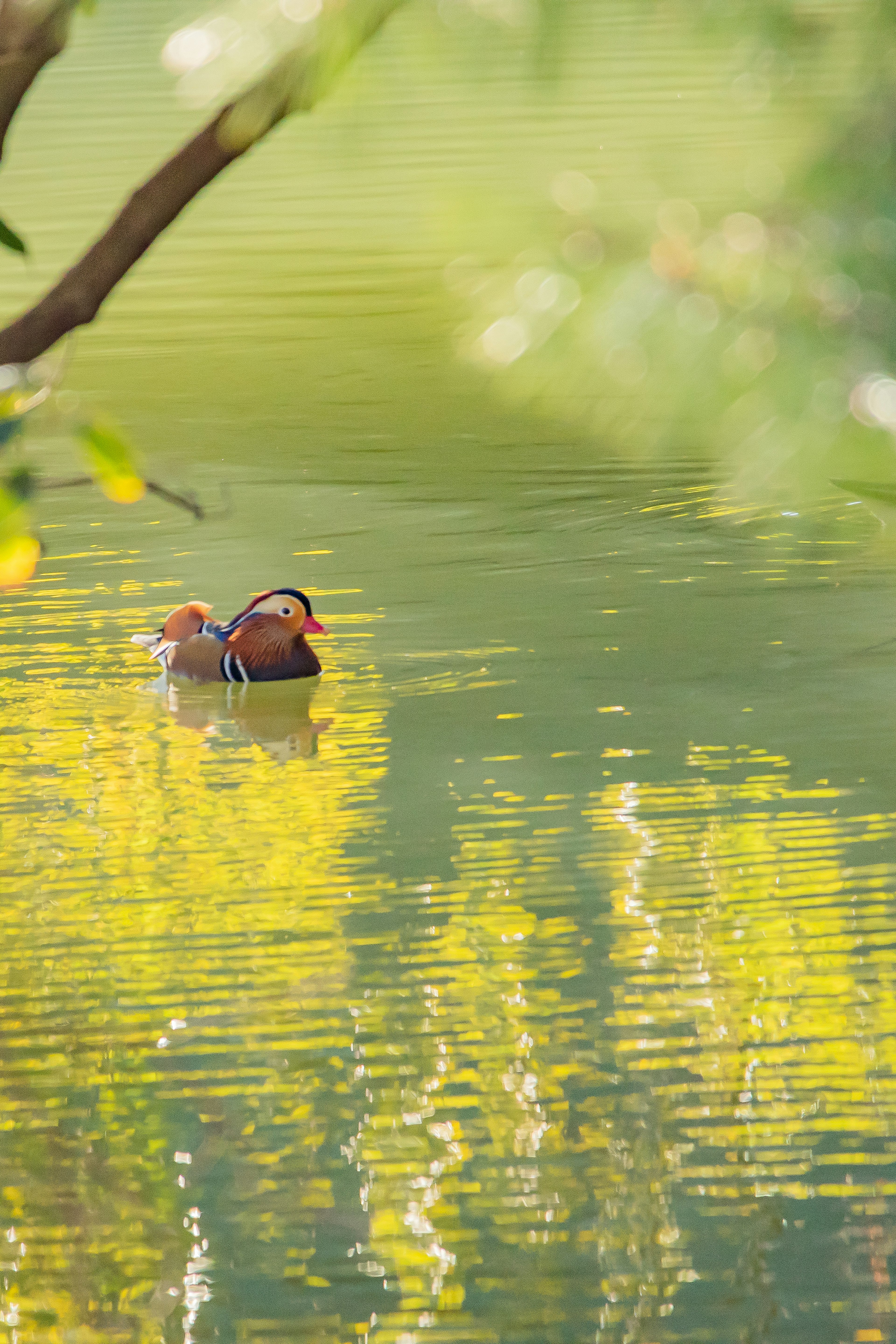 Sekumpulan bebek mandarin mengapung di atas air dengan refleksi kehijauan