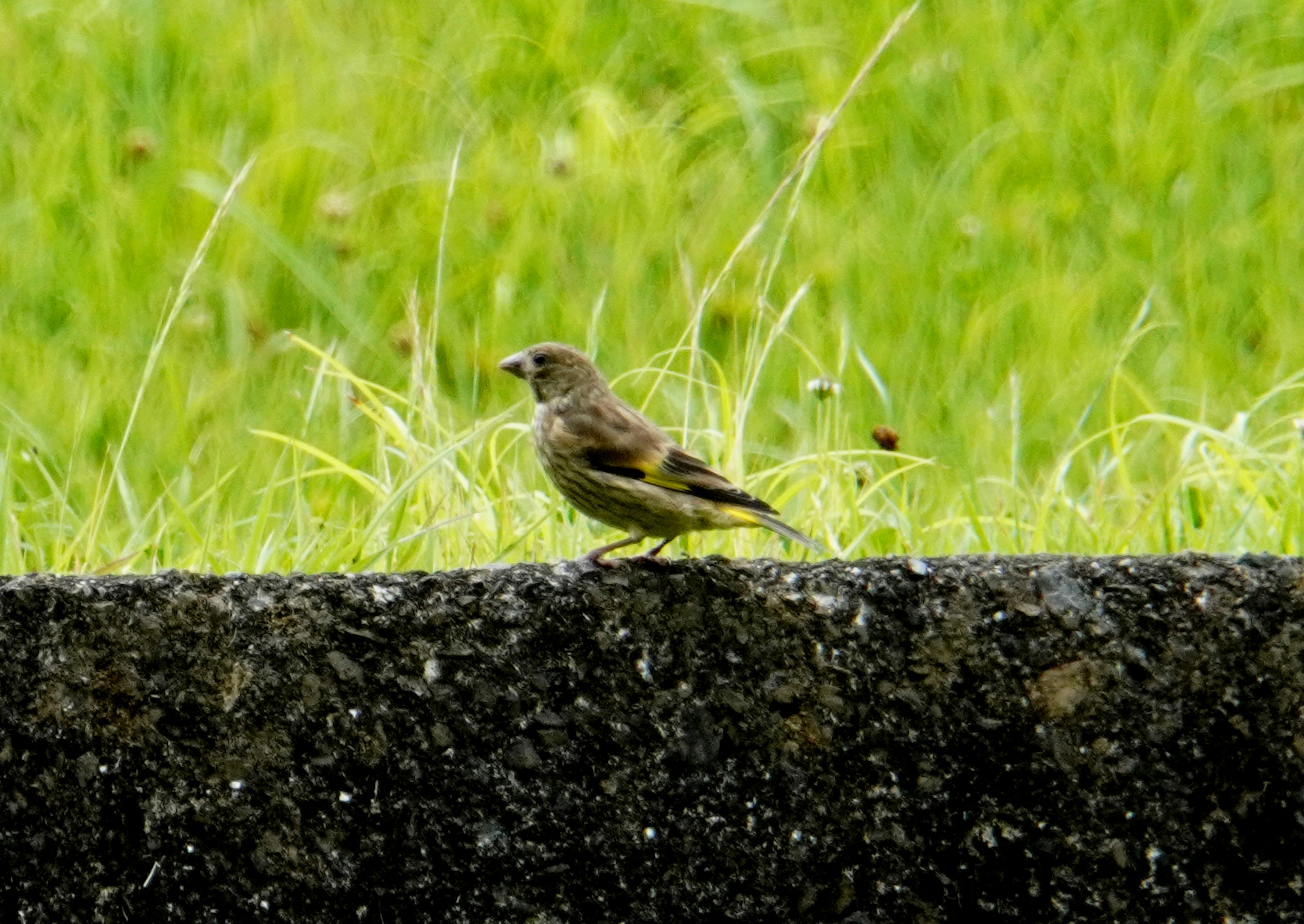 緑の草の前に立つ小さな鳥の横姿