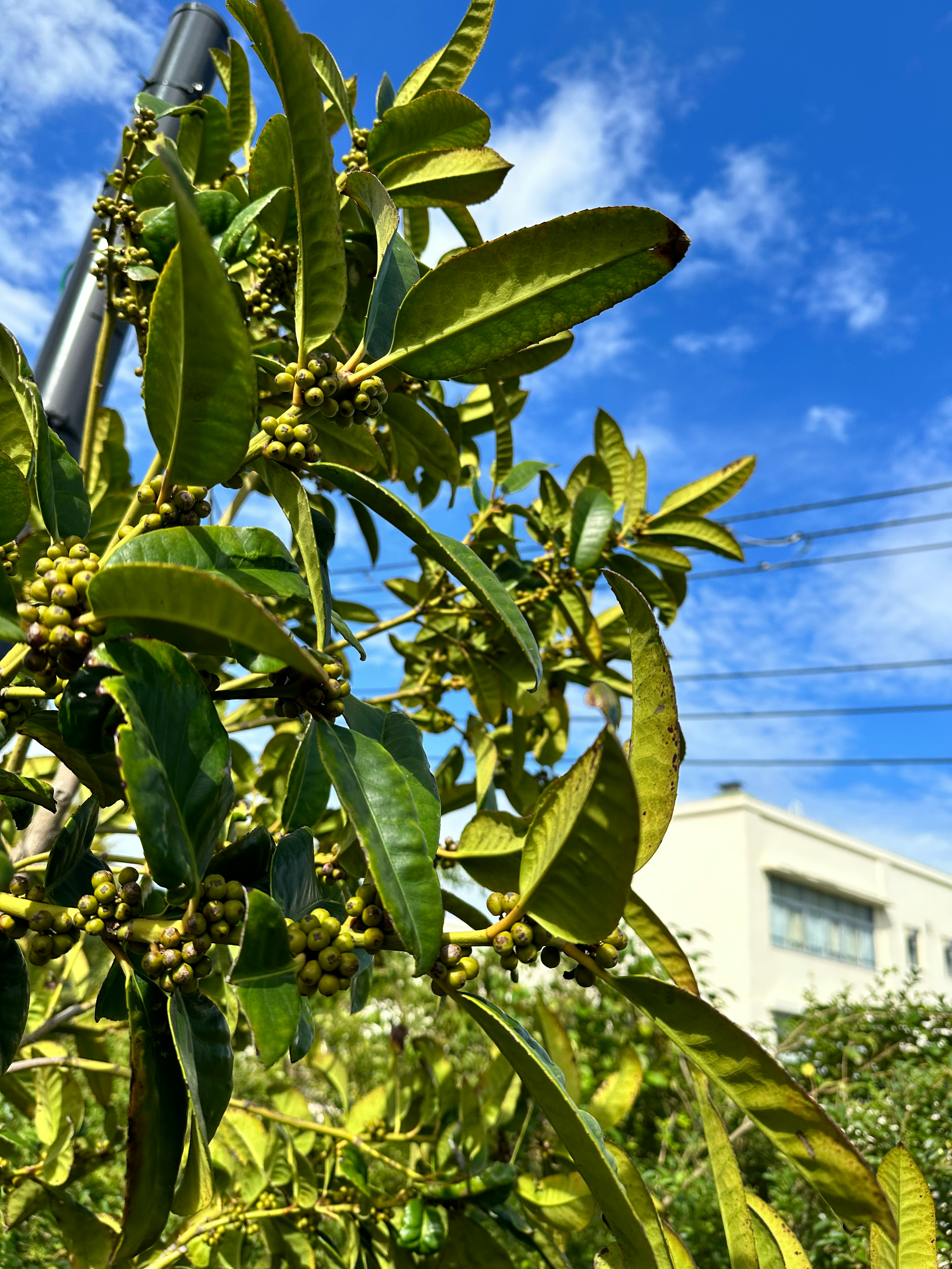 青空の下にある葉が豊かな植物の枝で実がついている