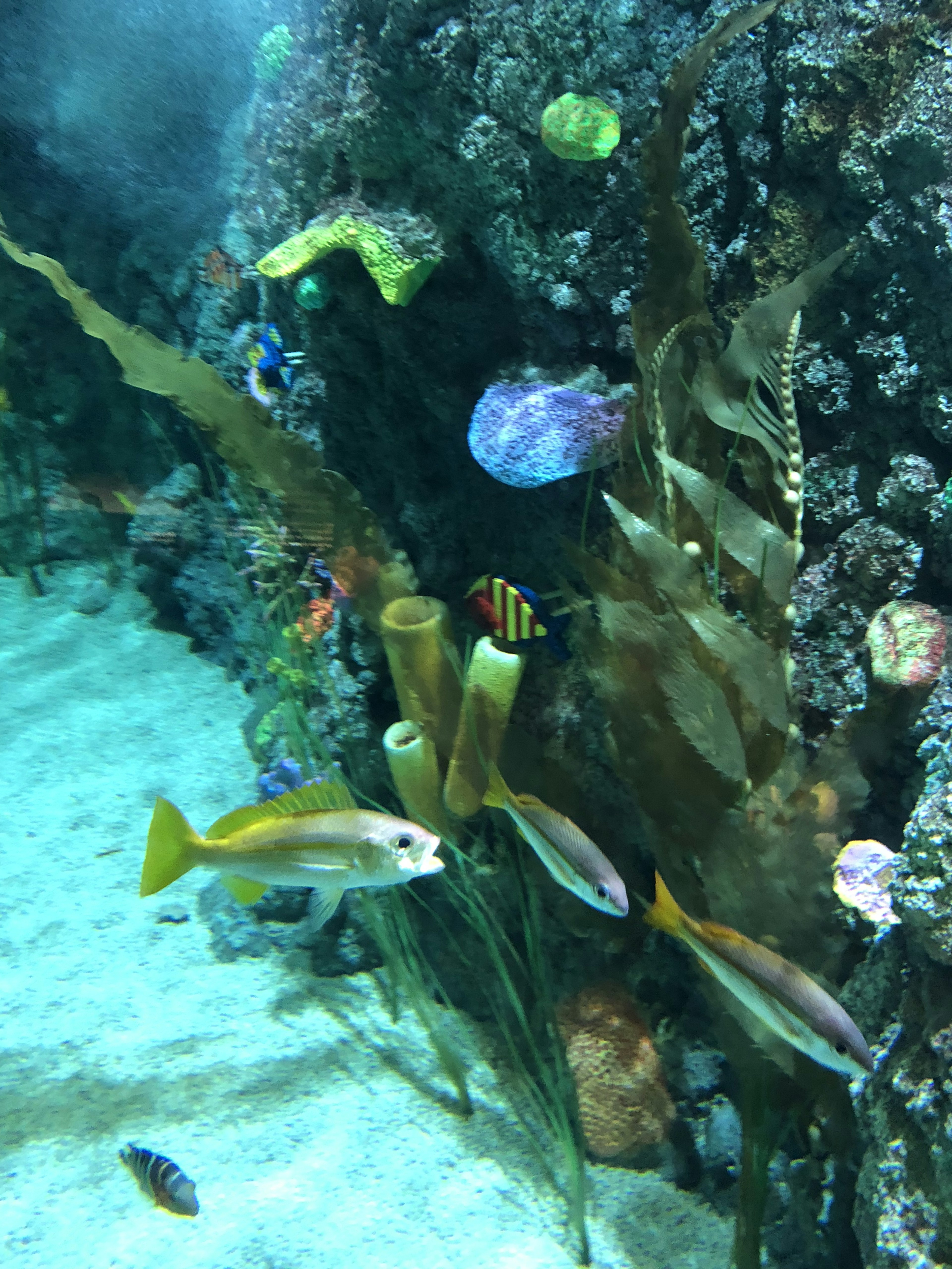 Colorful fish and seaweed collage underwater