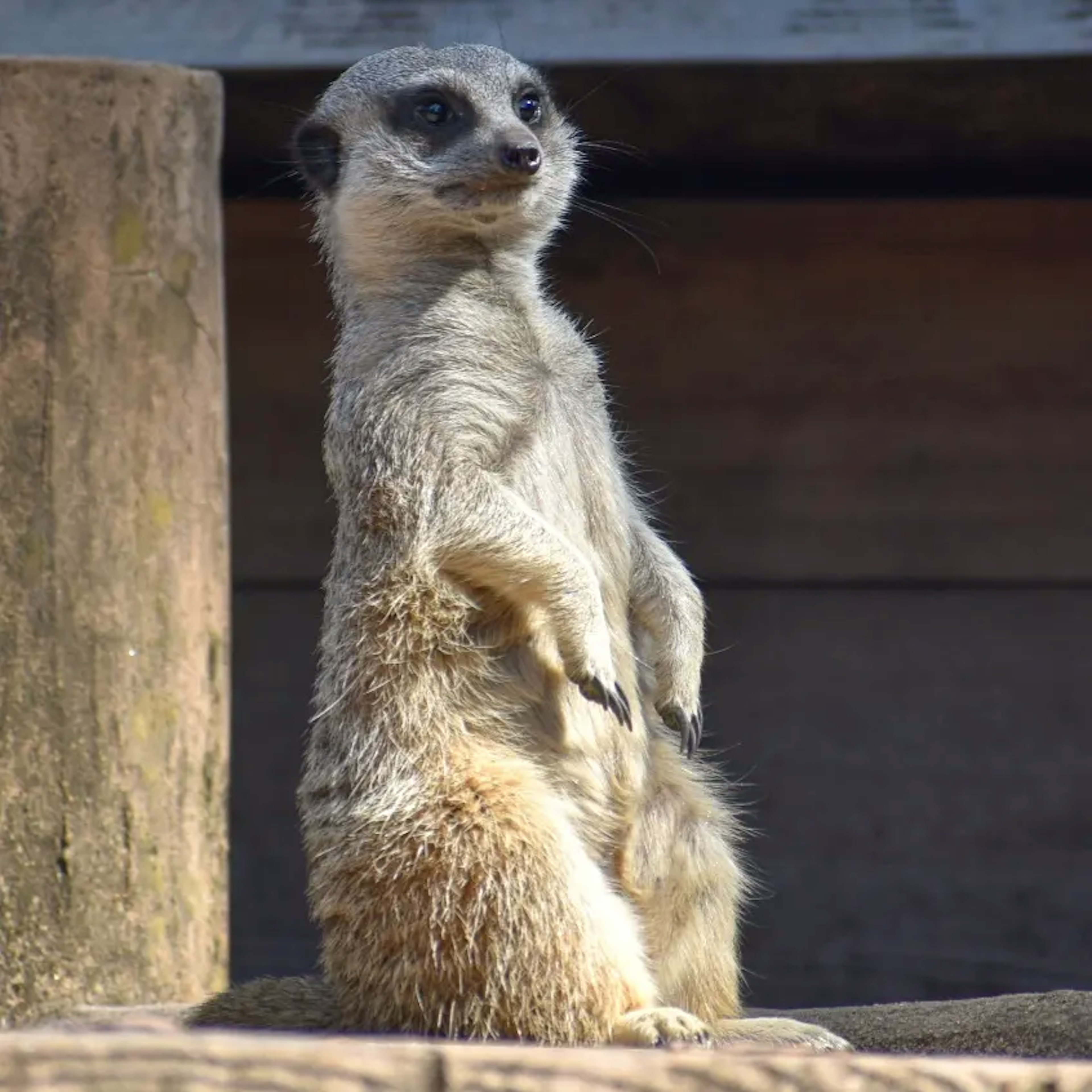 Seekor meerkat berdiri tegak mengamati sekitarnya