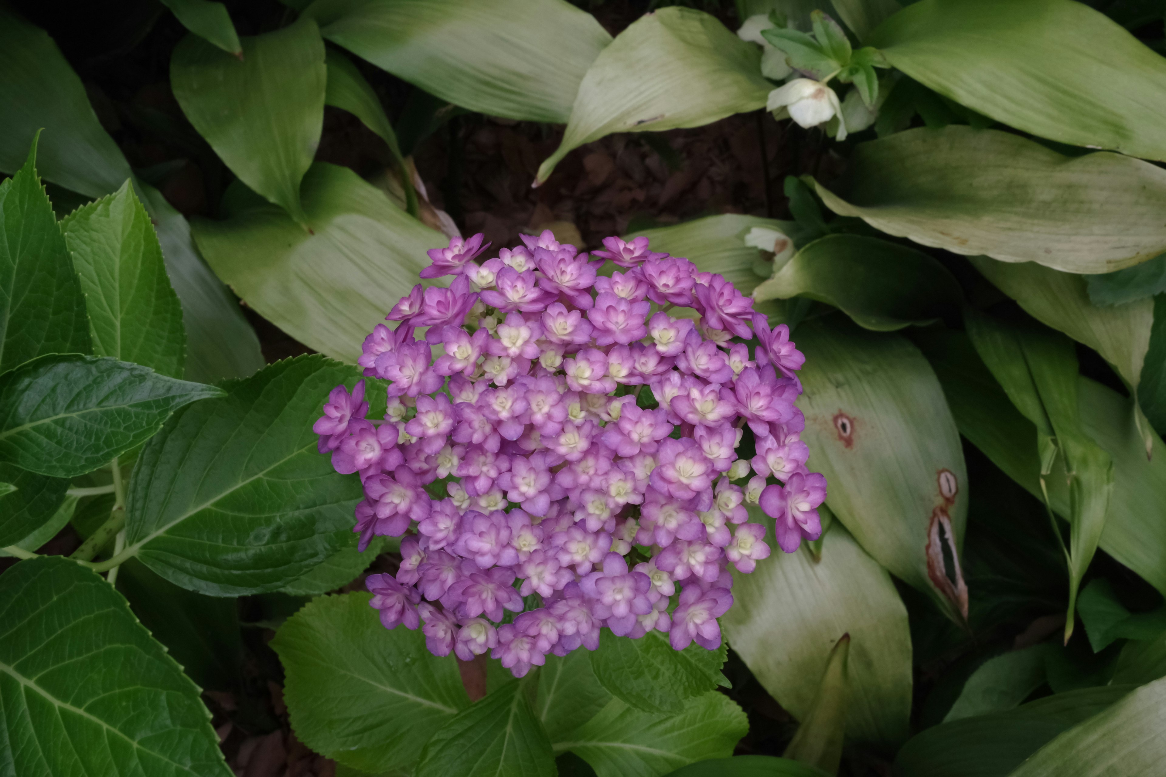 Cluster aus lila Blumen umgeben von grünen Blättern