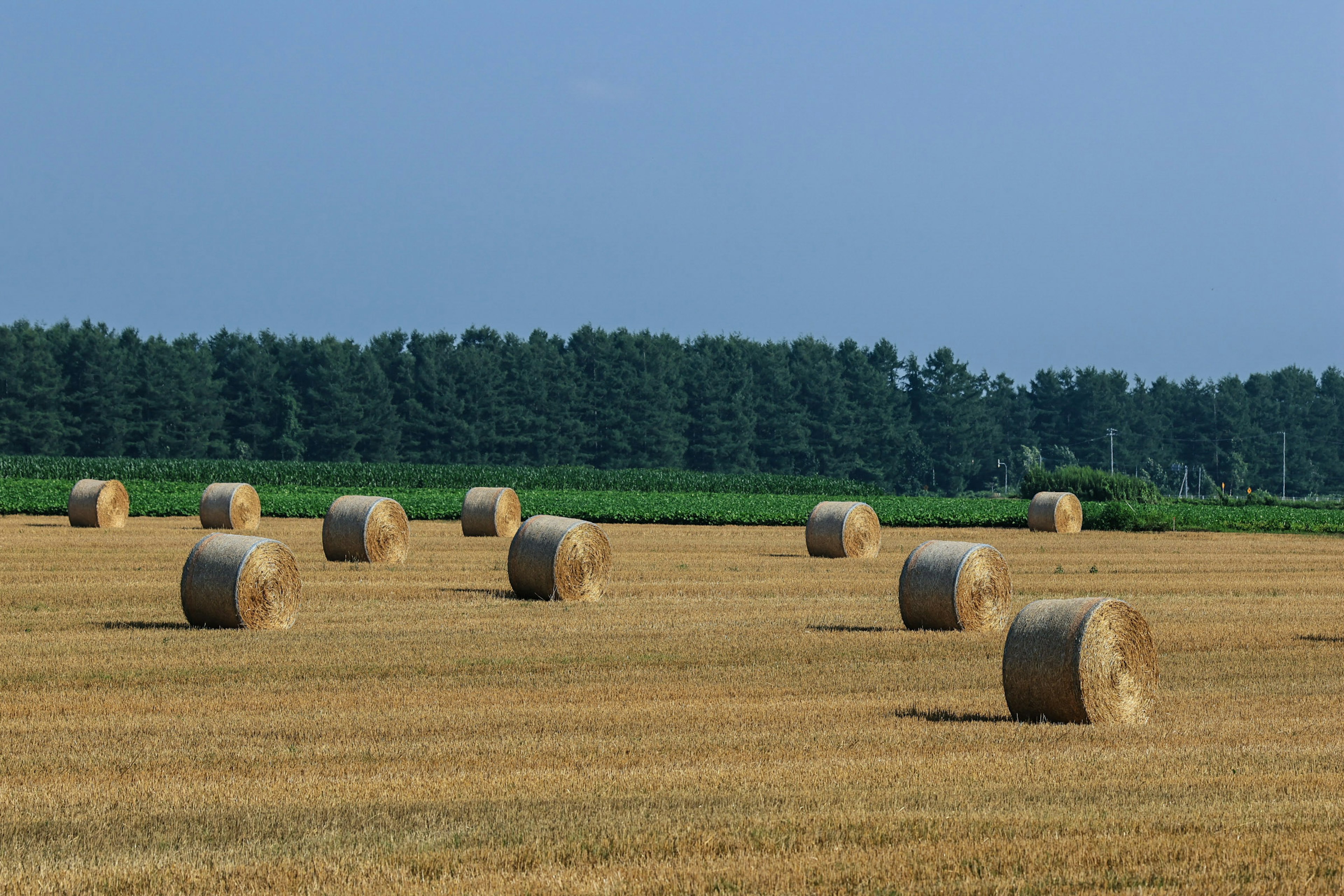 Bales de heno doradas esparcidas por un campo bajo un cielo azul