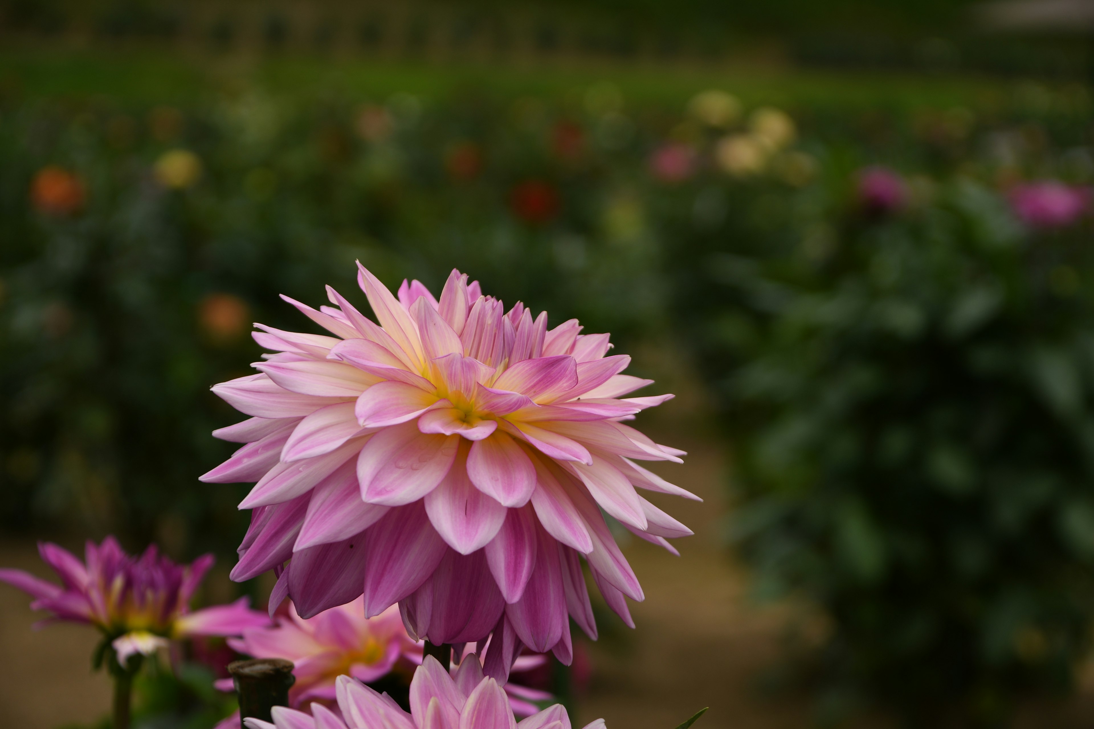 Una hermosa flor de dalia rosa en primer plano con un jardín de flores coloridas al fondo