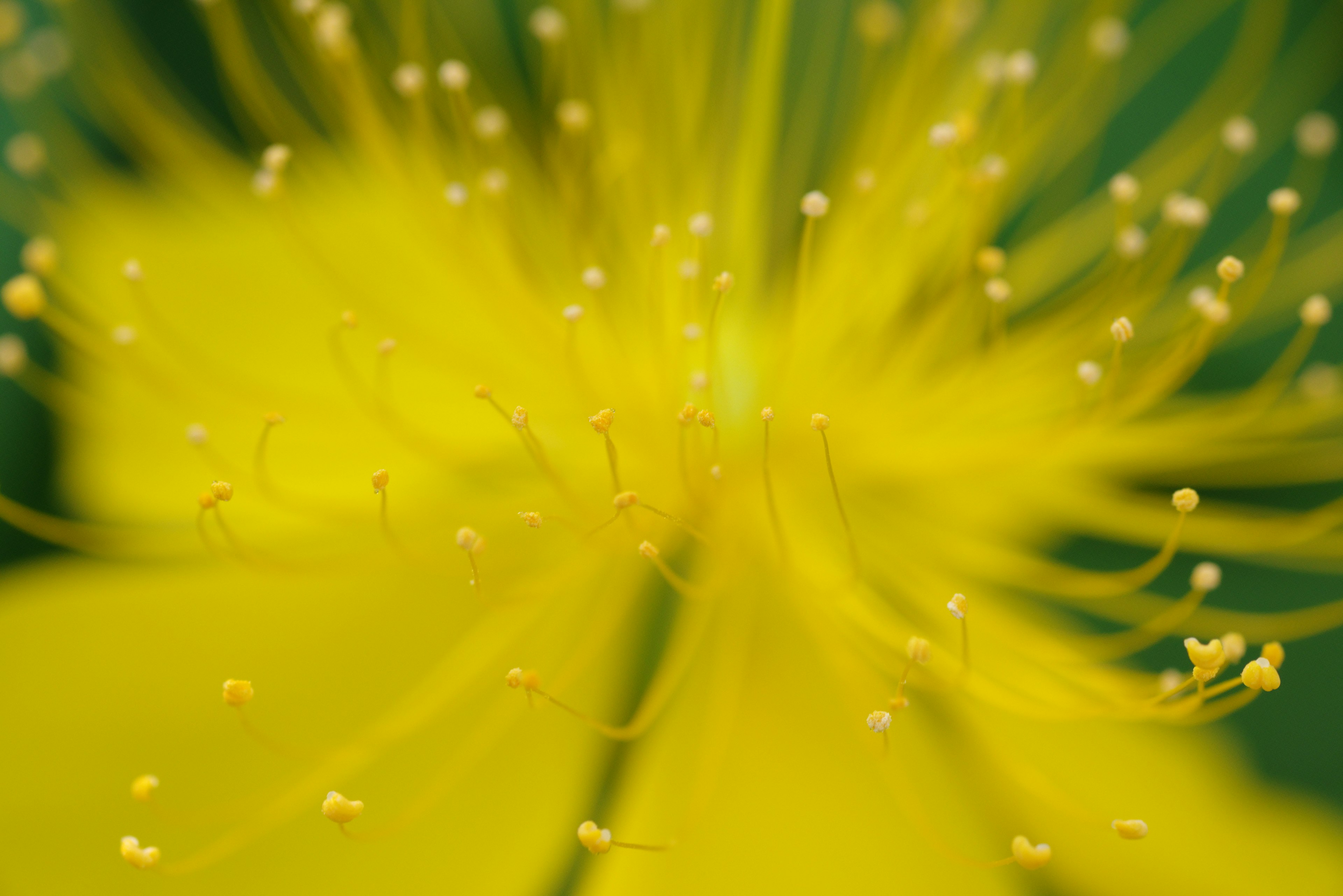 Nahaufnahme einer lebhaften gelben Blume mit zarten Filamenten und Pollen