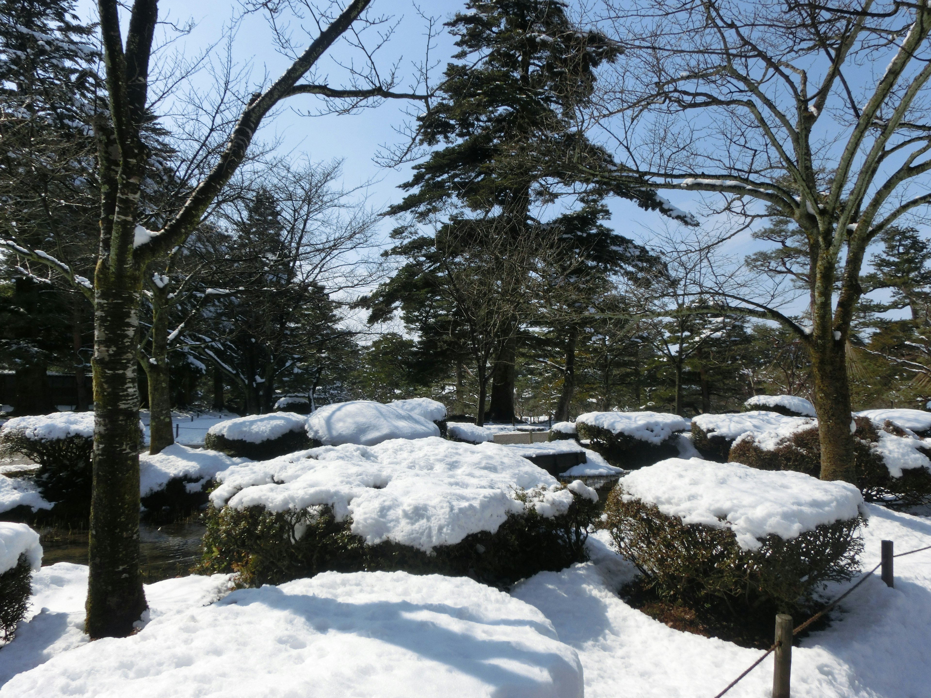 Snow-covered garden scene with trees and low hedges visible