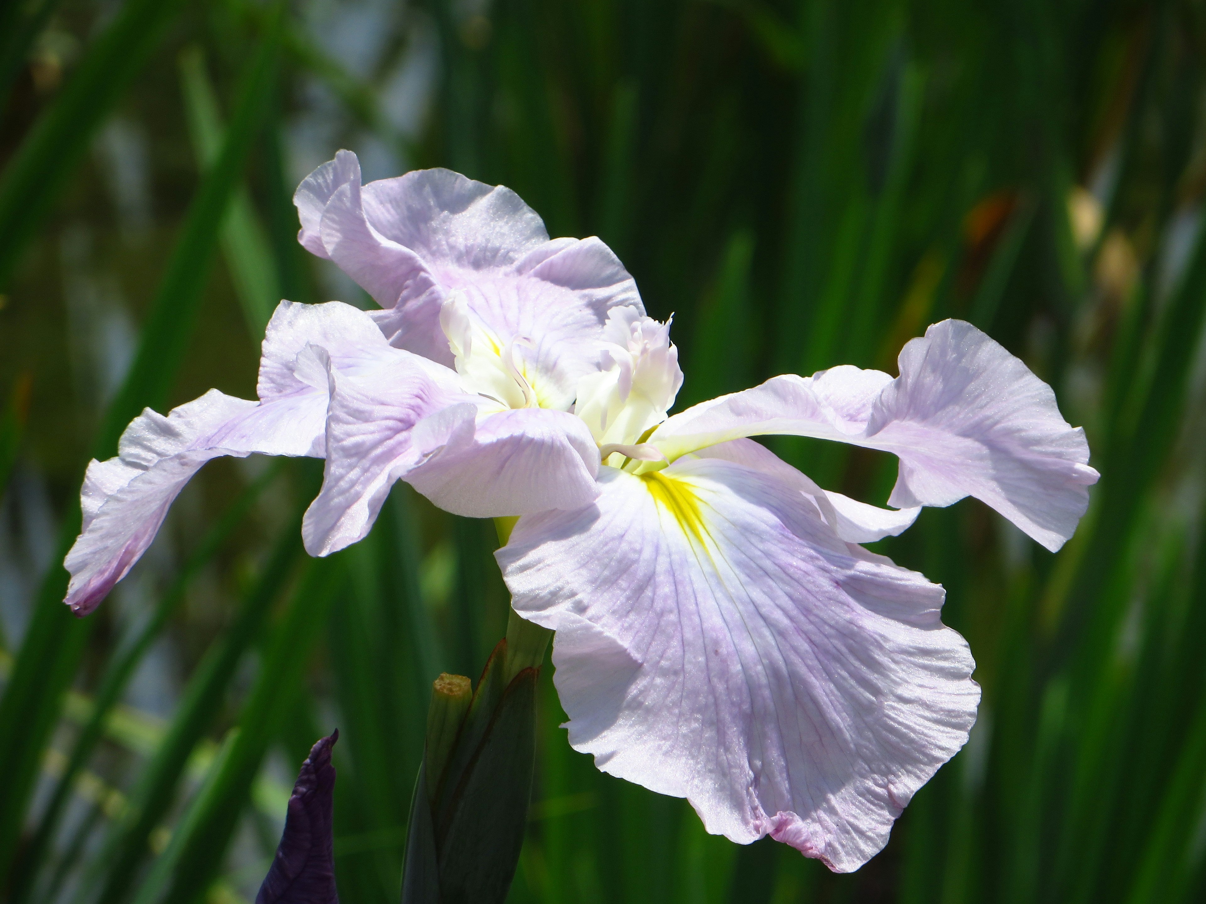 Un fiore viola chiaro si distingue su uno sfondo verde