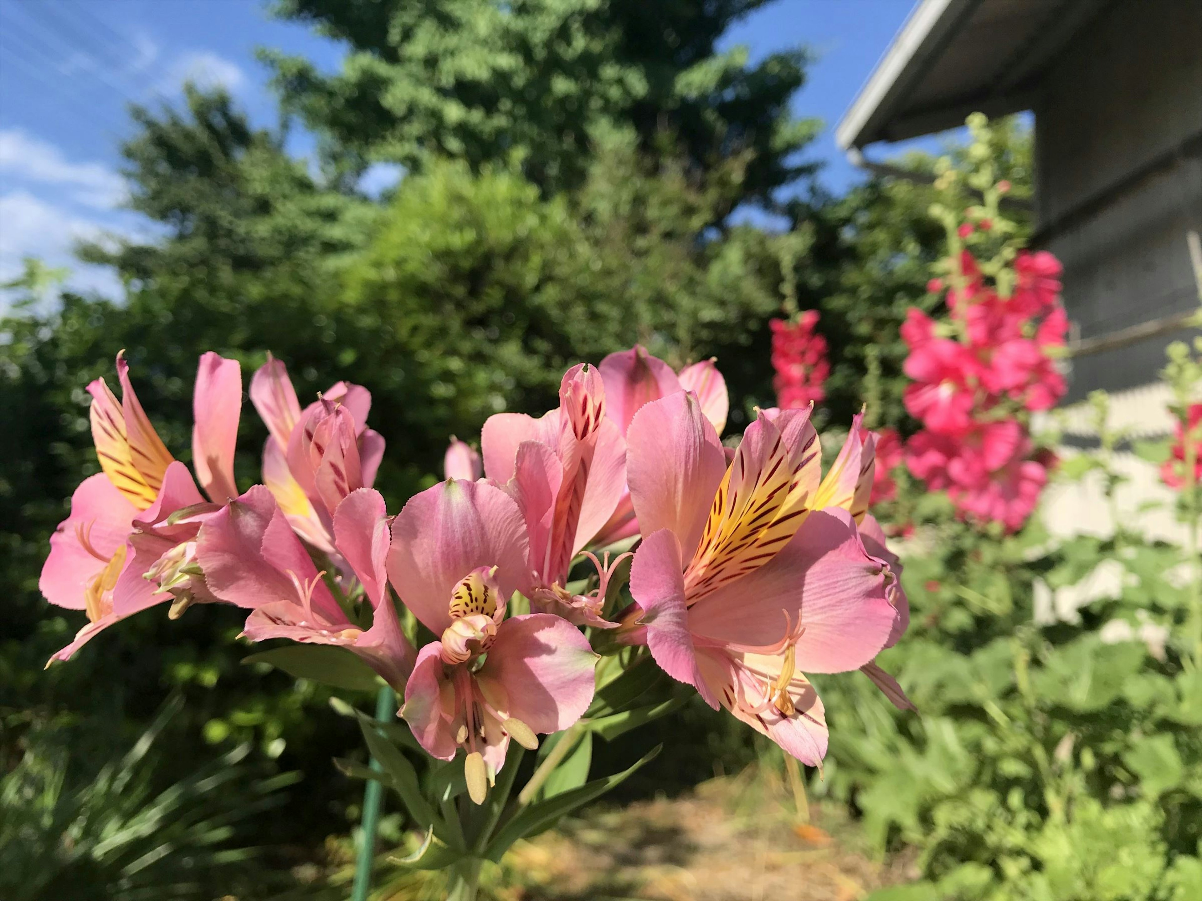 Lebendige rosa Blumen mit grünem Hintergrund in einem Garten