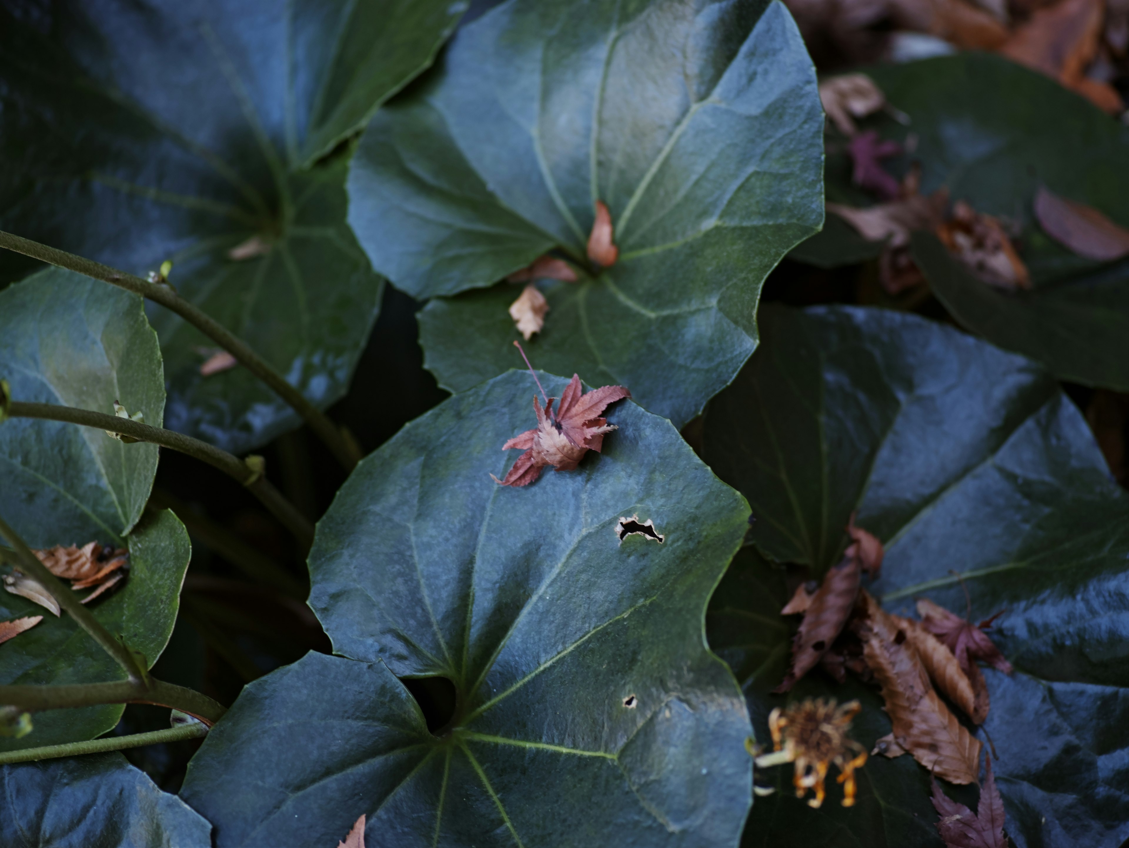 Close-up of green leaves with small flowers on a plant