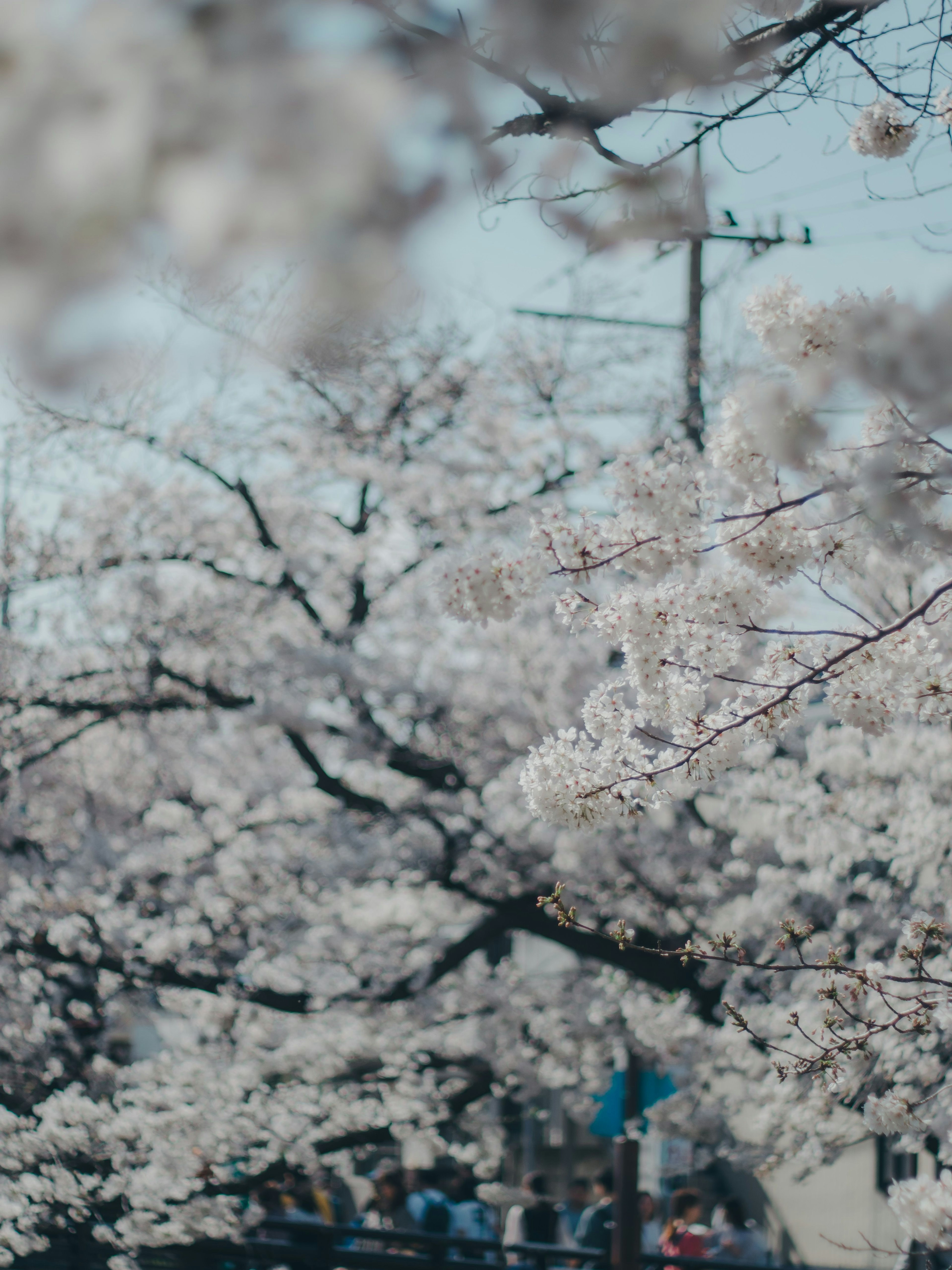 Arbres en fleurs de cerisier sous un ciel bleu clair