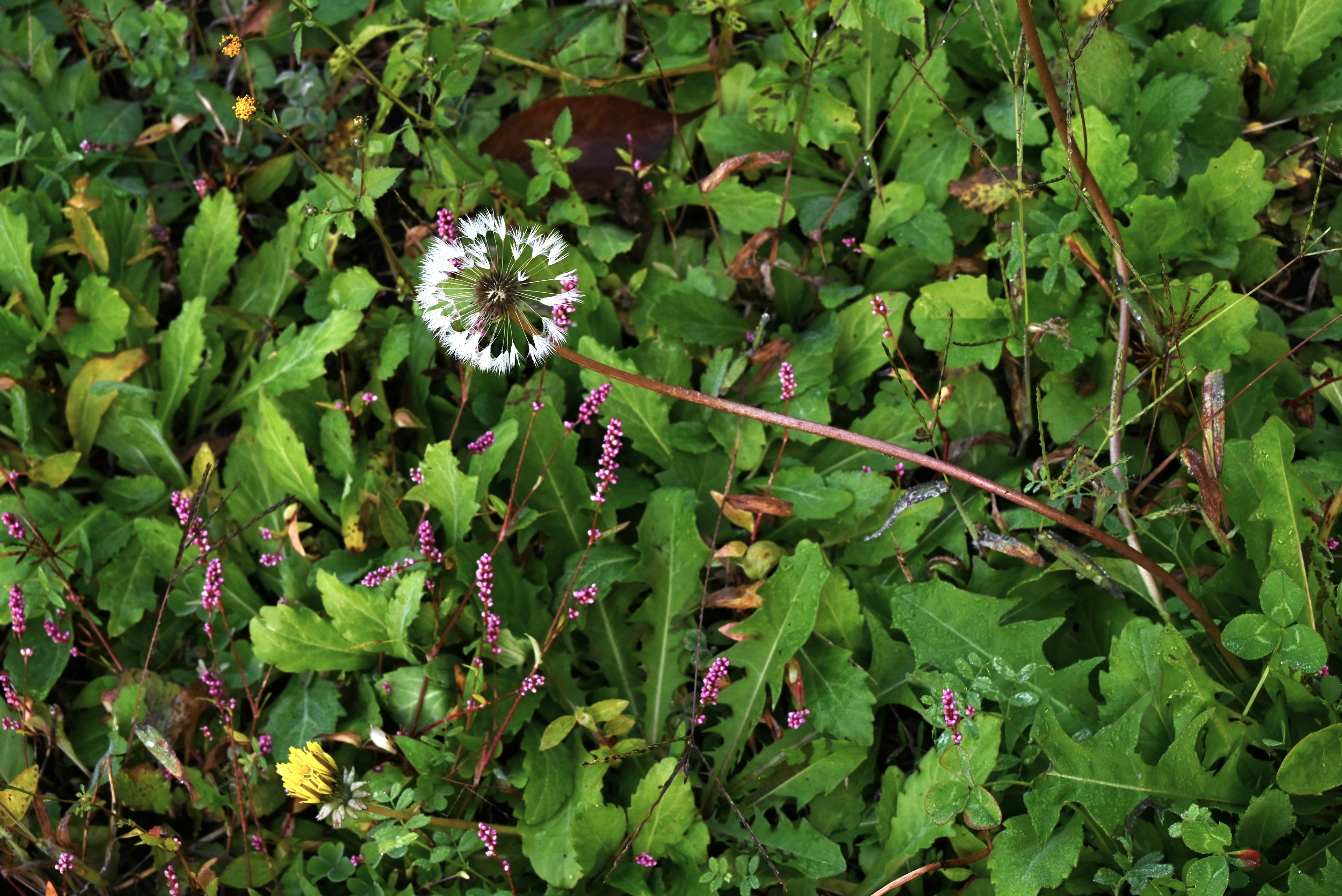 Bunga dandelion putih di antara rumput hijau dengan bunga ungu kecil