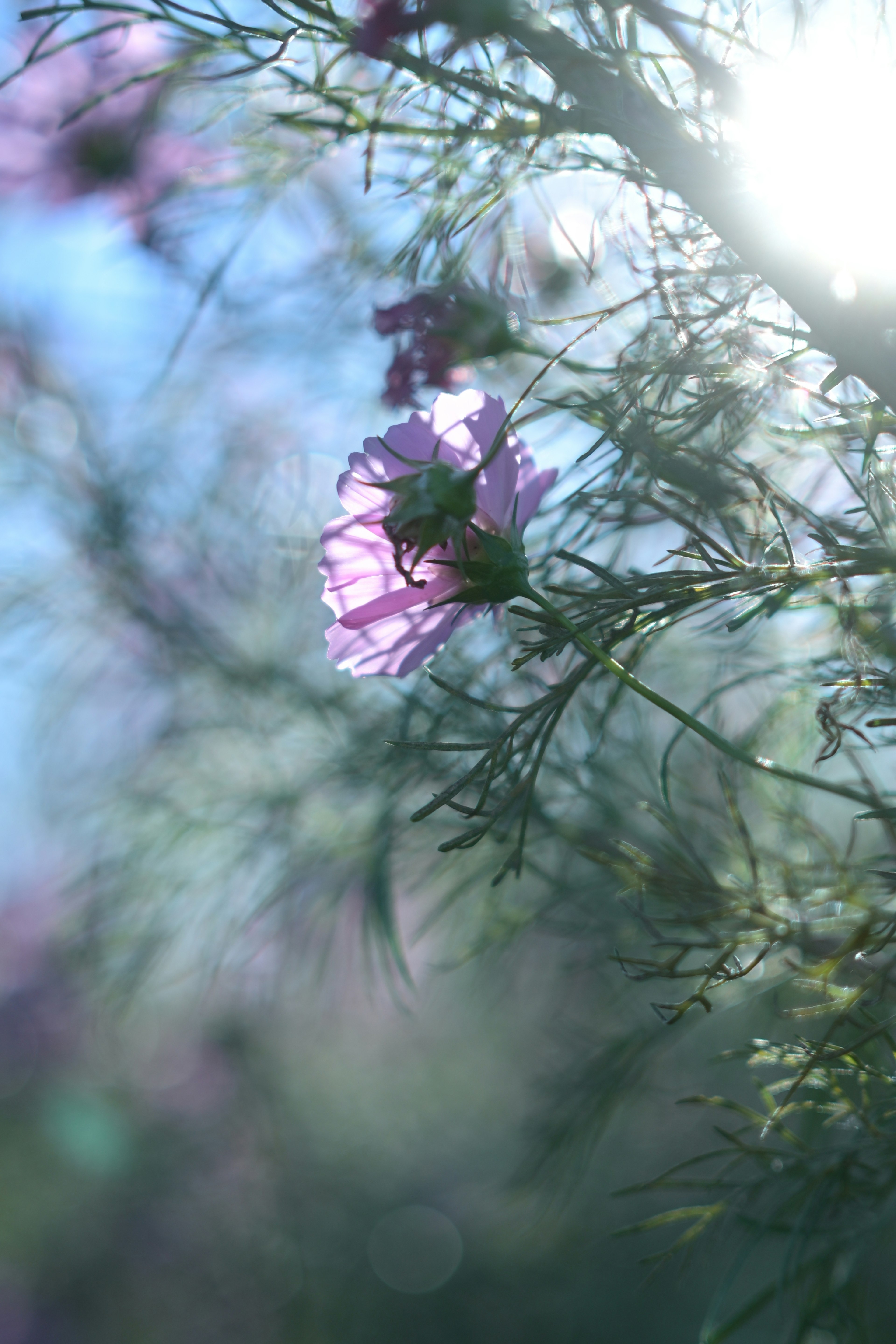 Una flor morada suave rodeada de hojas verdes iluminada por una luz solar suave