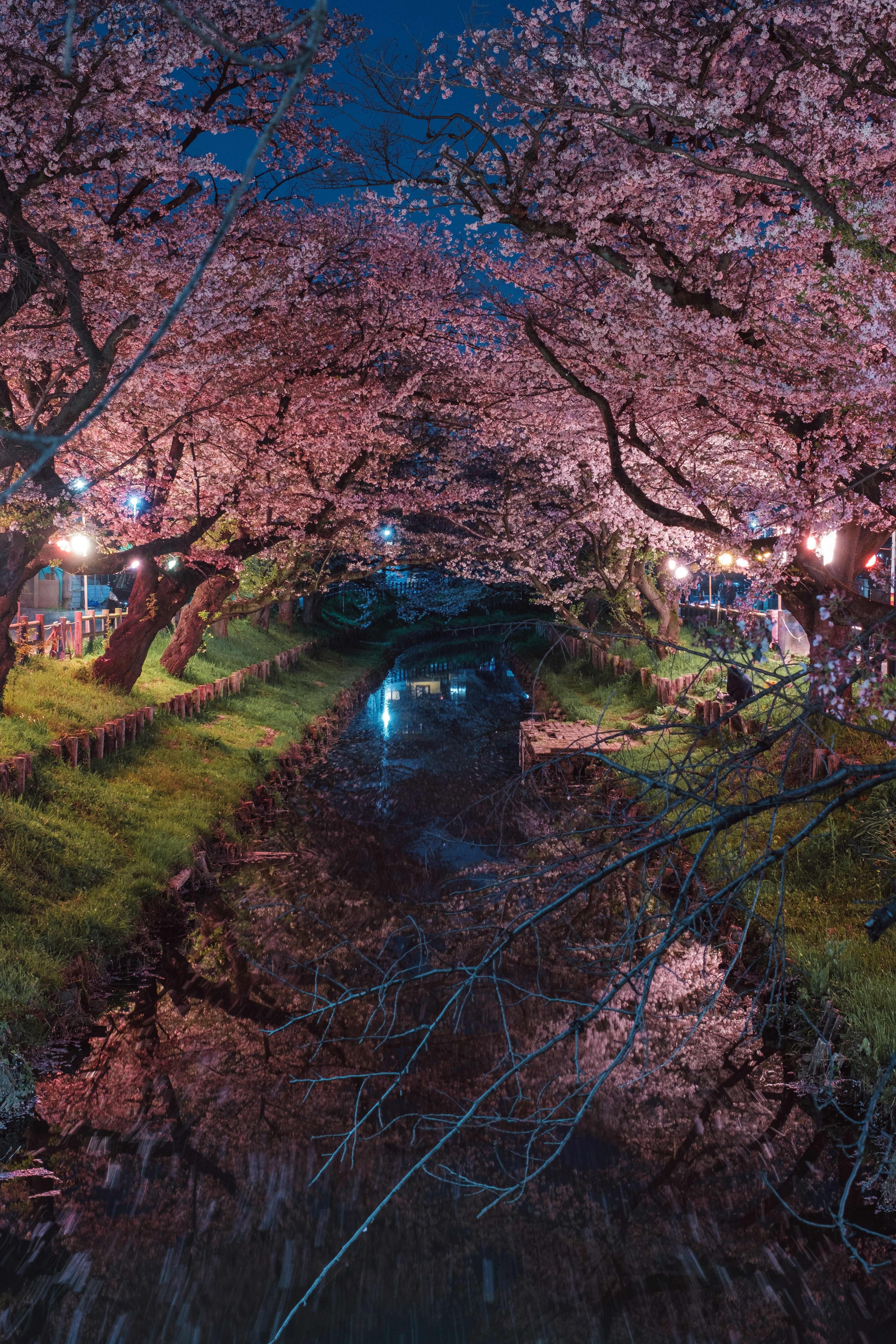 夜桜の美しい風景 満開の桜が並ぶ川沿いの道