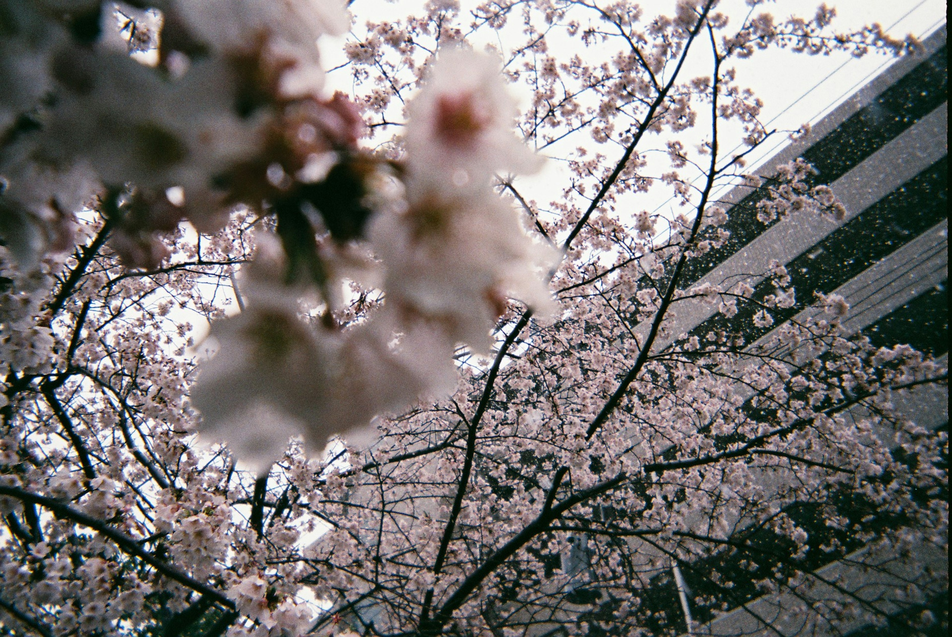 Pohon sakura berbunga dengan gedung di latar belakang