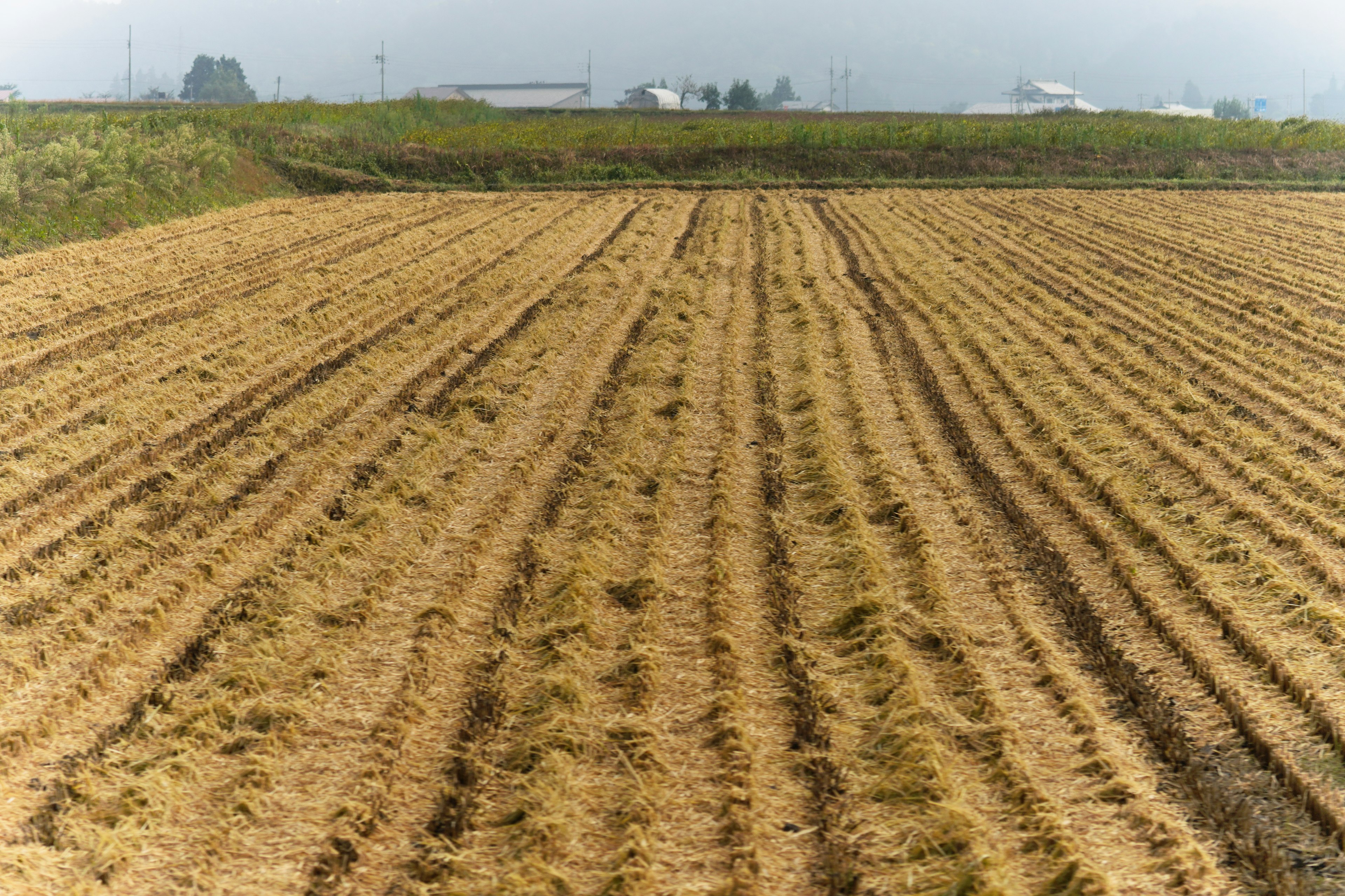 Pemandangan sawah padi yang telah dipanen dengan baris yang terlihat