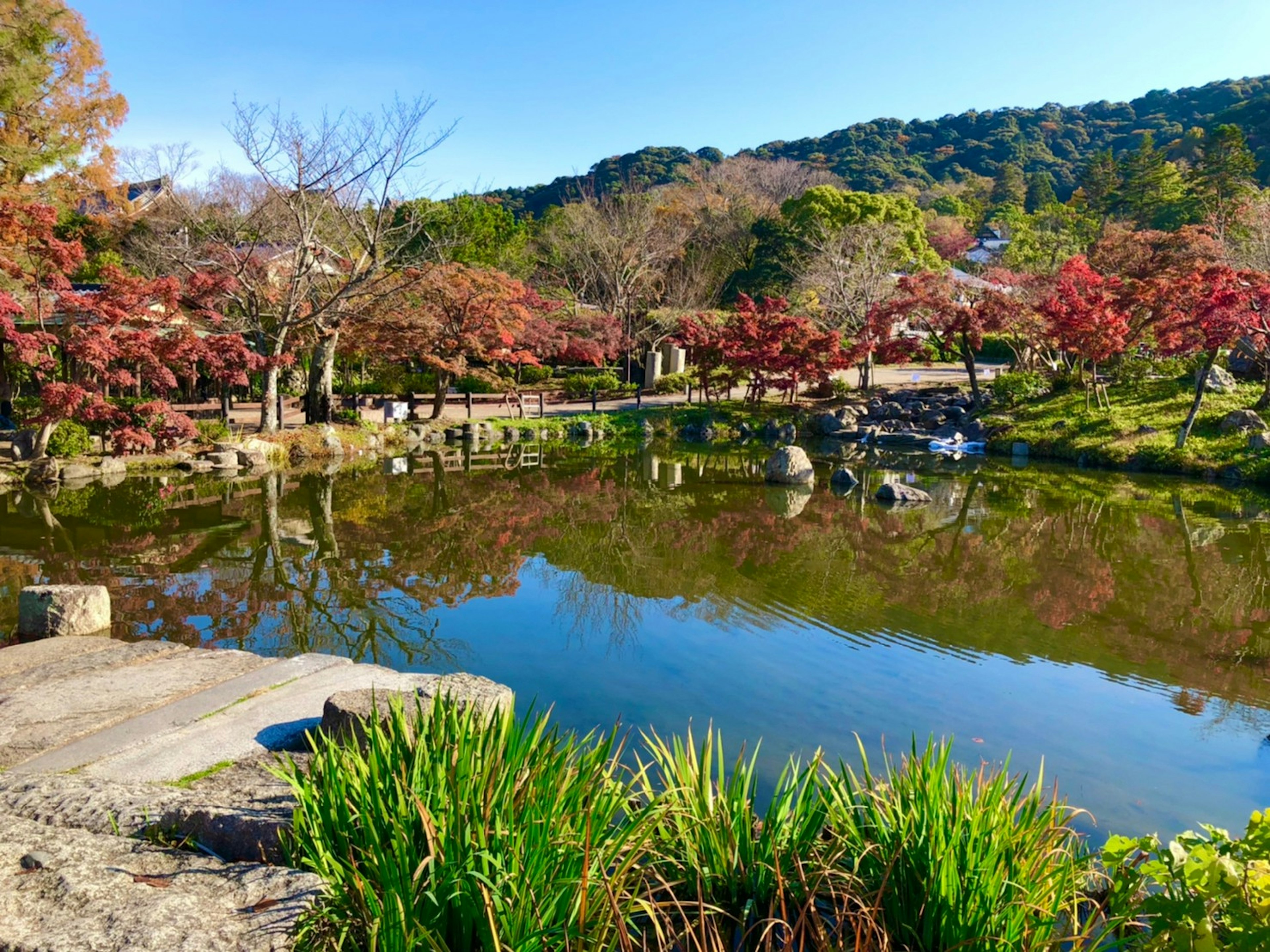 静かな池と赤い紅葉の木々が映る美しい公園の風景